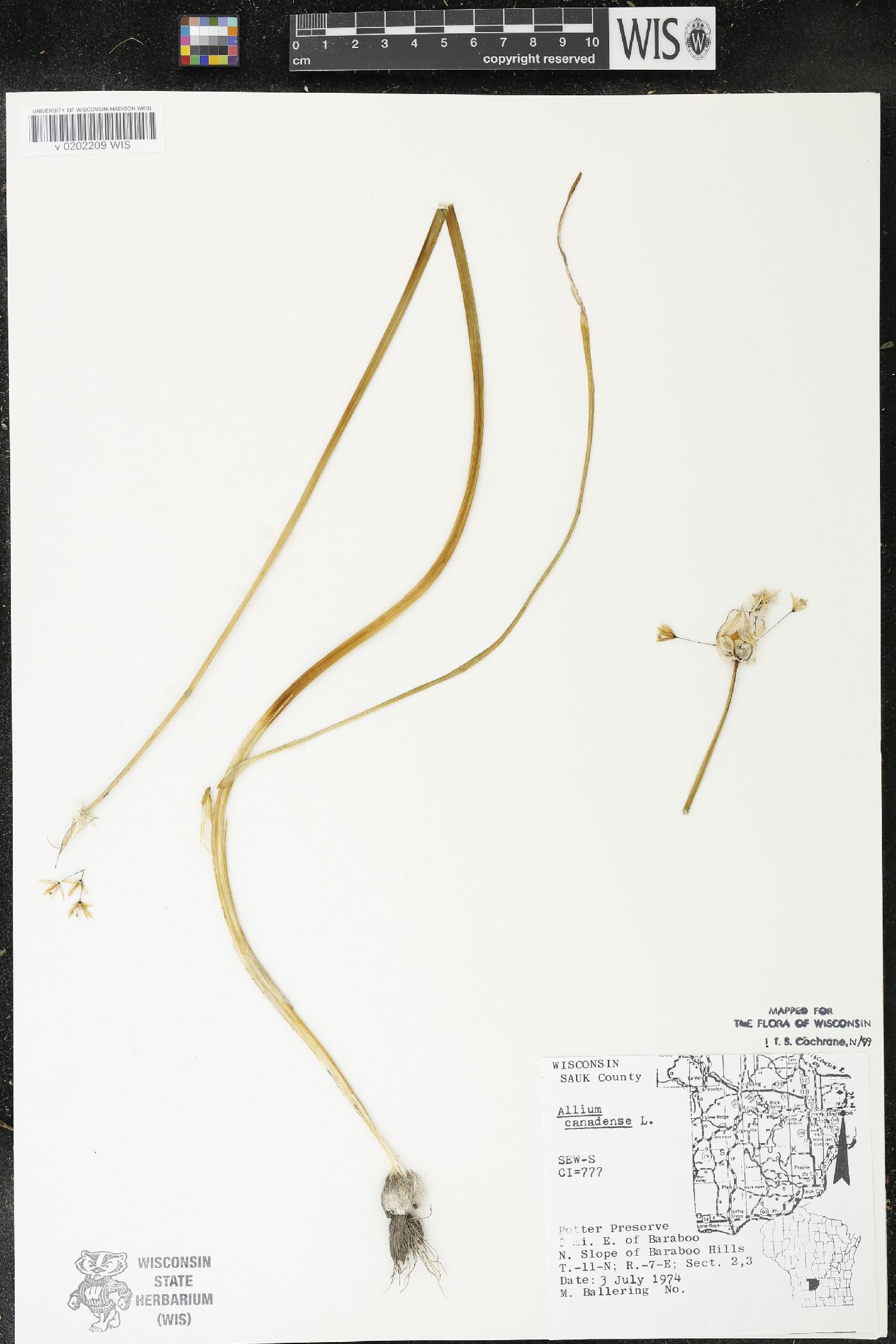 Allium canadense image
