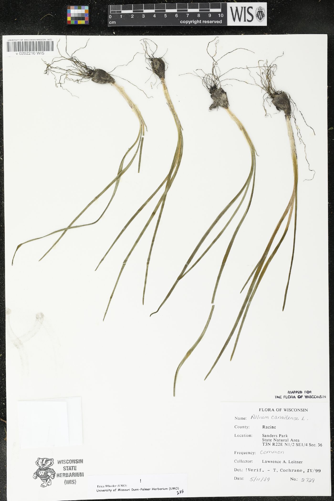 Allium canadense image