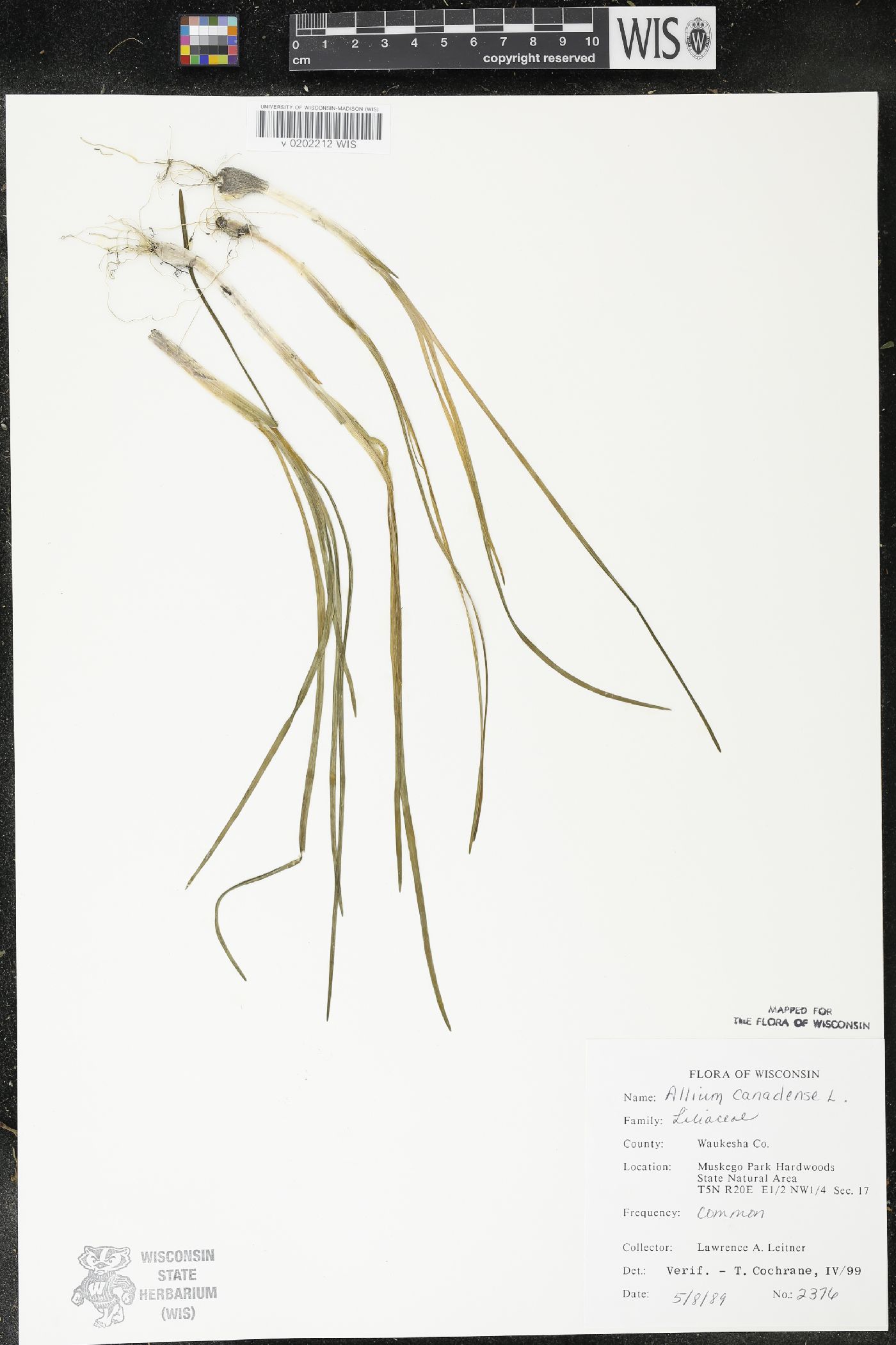 Allium canadense image