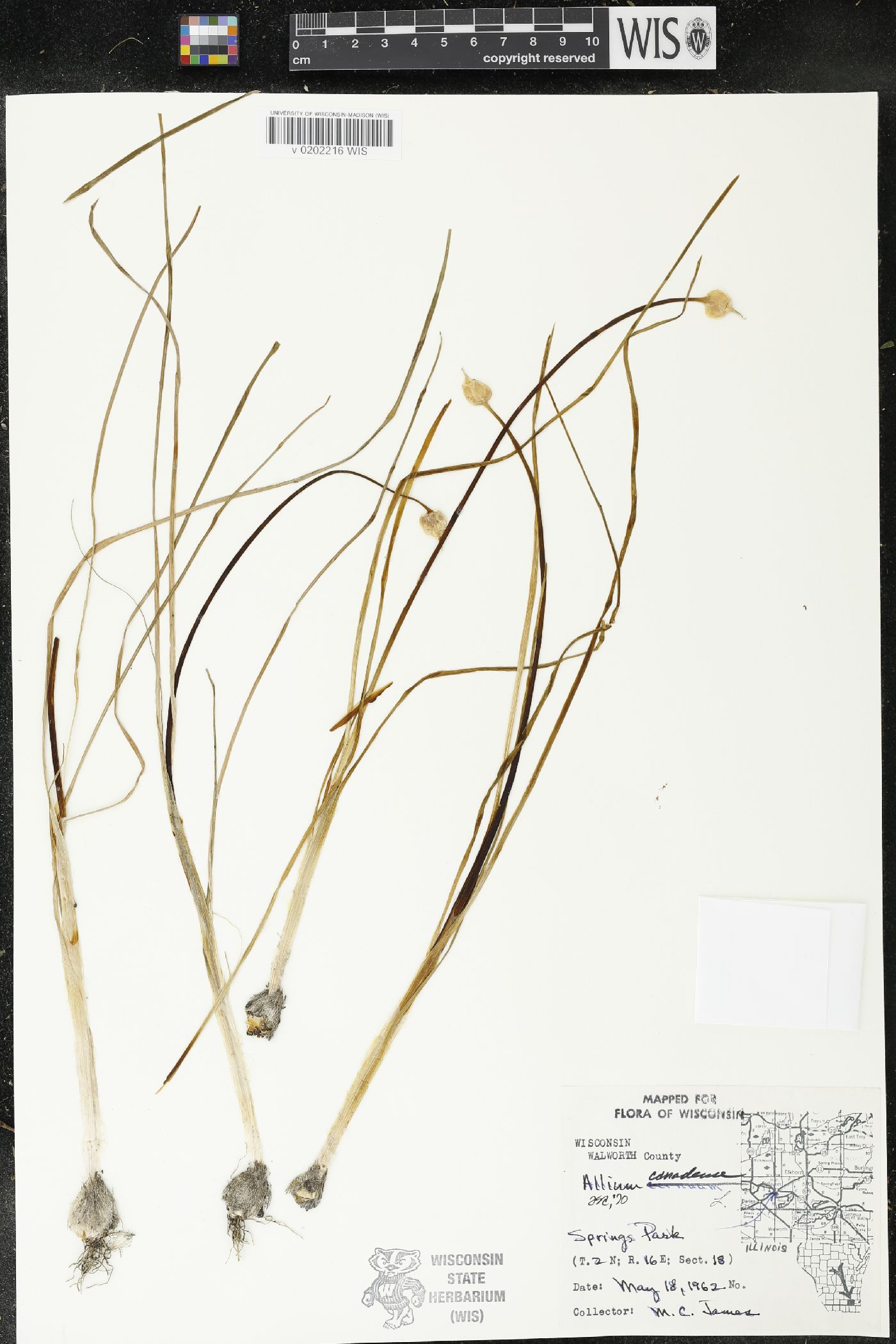 Allium canadense var. canadense image