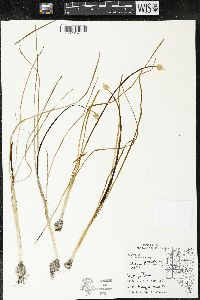 Allium canadense var. canadense image