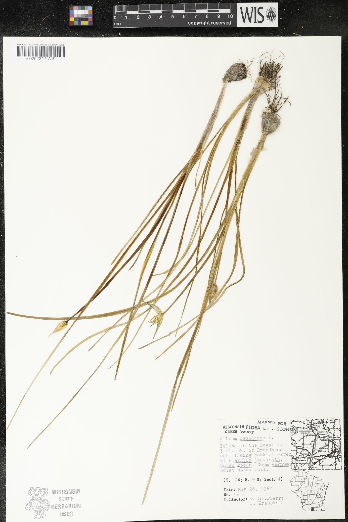 Allium canadense image