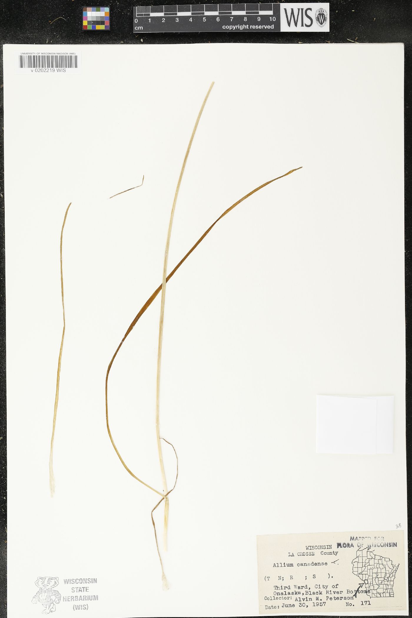Allium canadense image