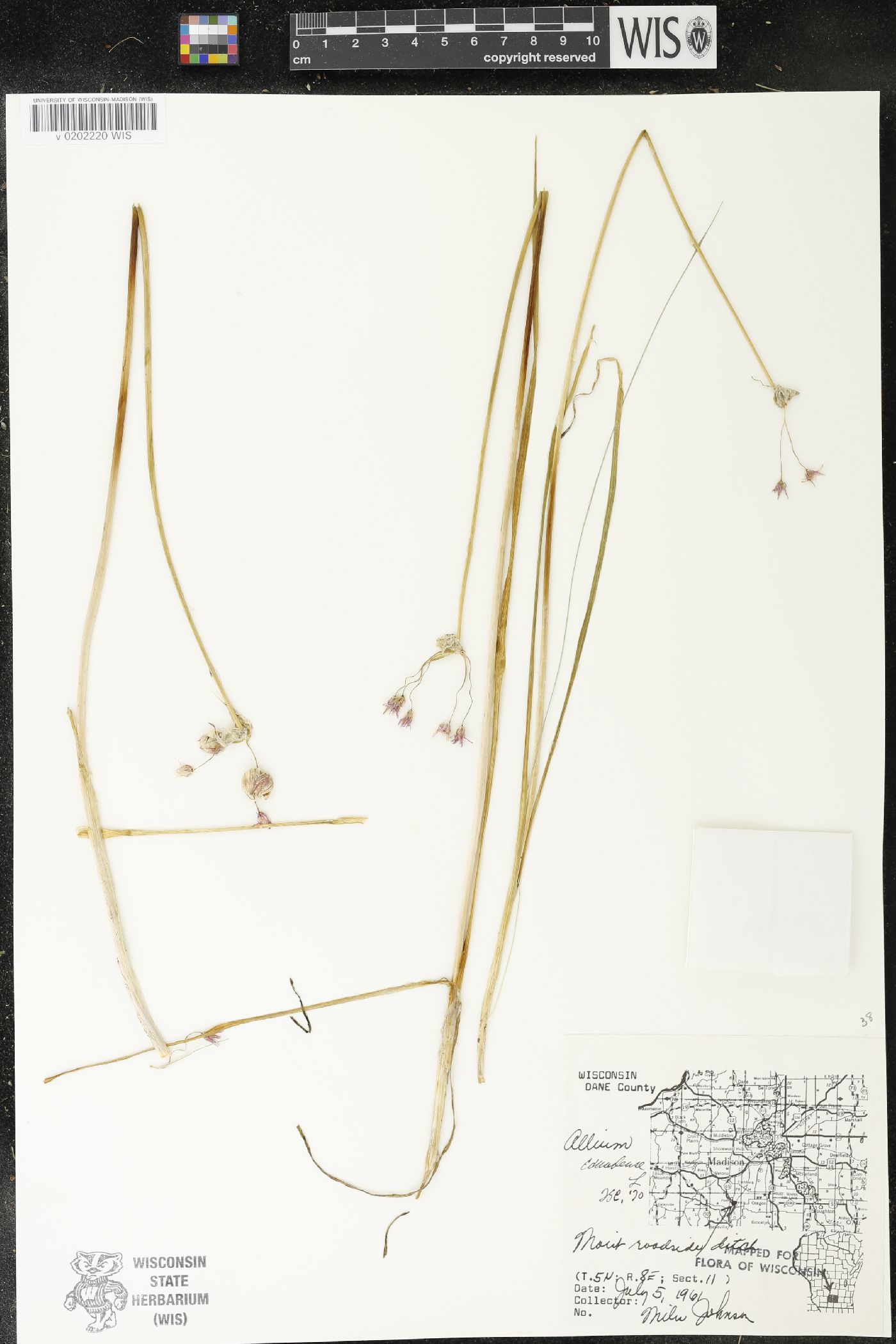 Allium canadense image