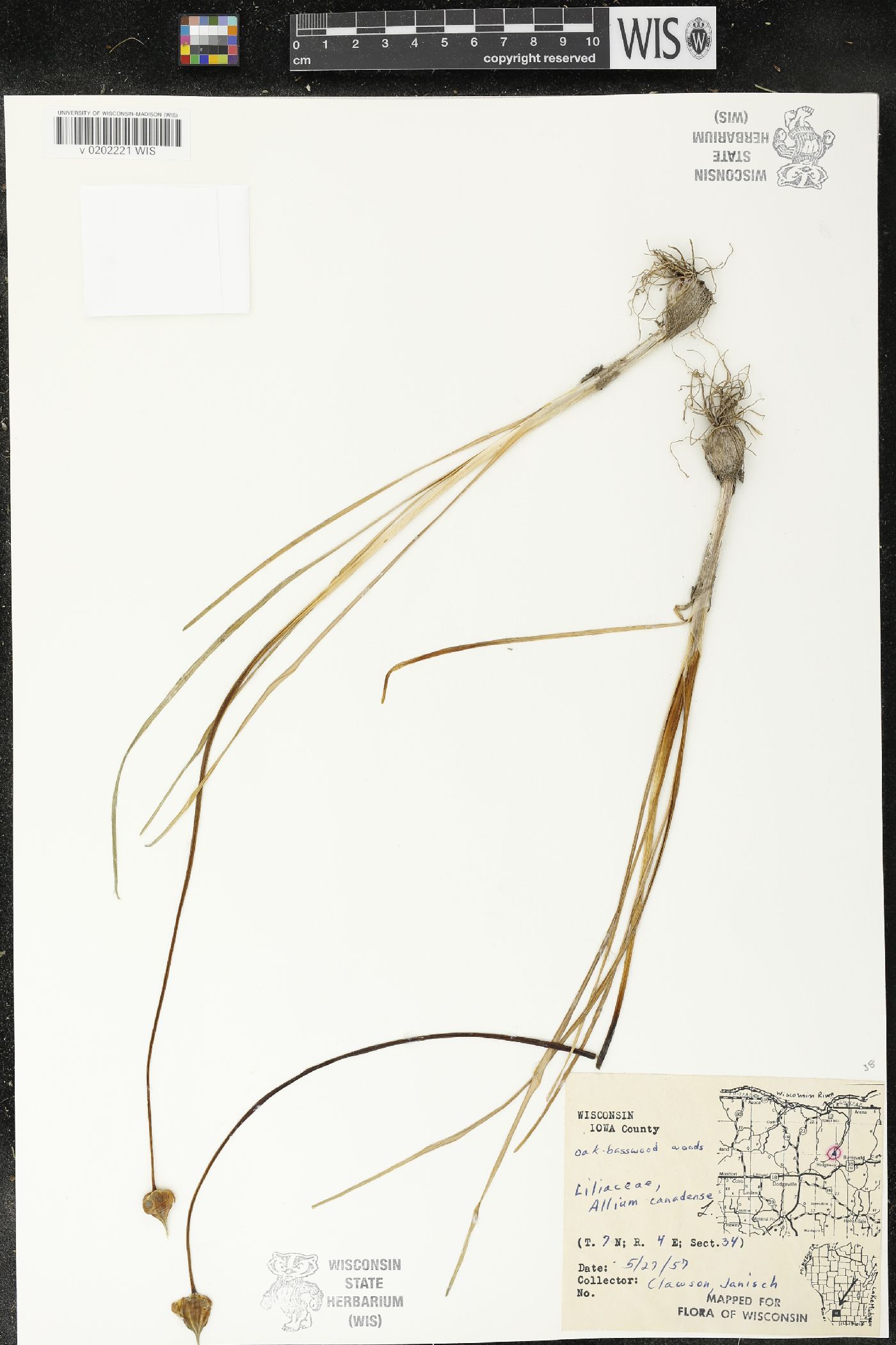 Allium canadense image