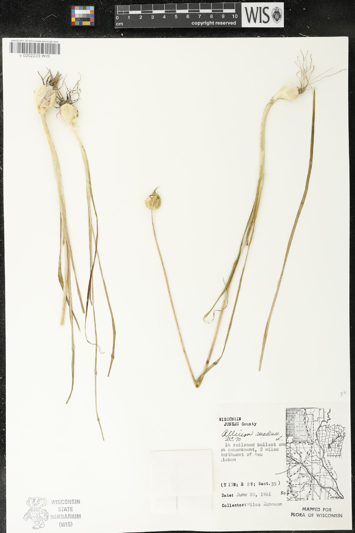 Allium canadense image