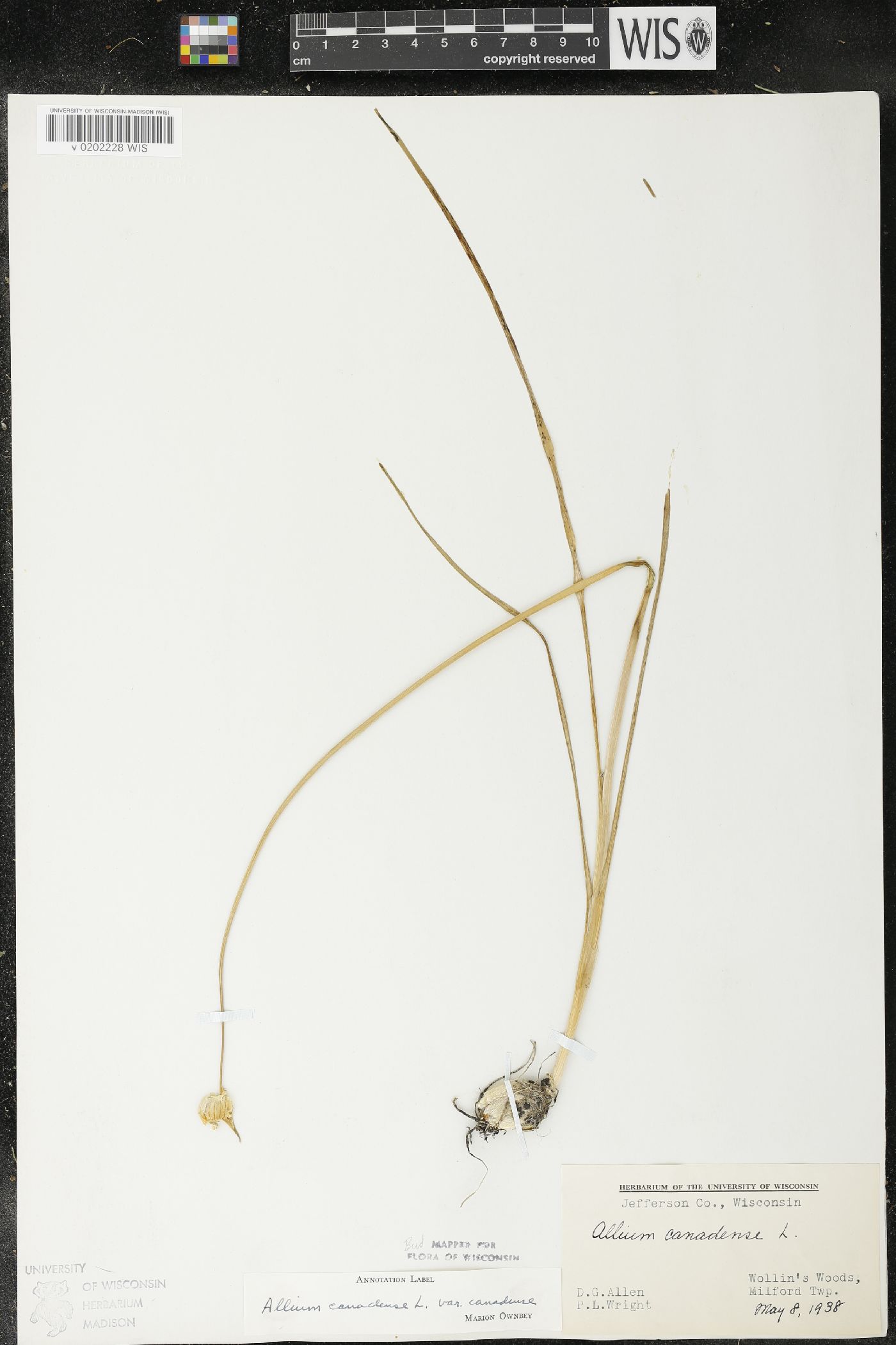 Allium canadense image