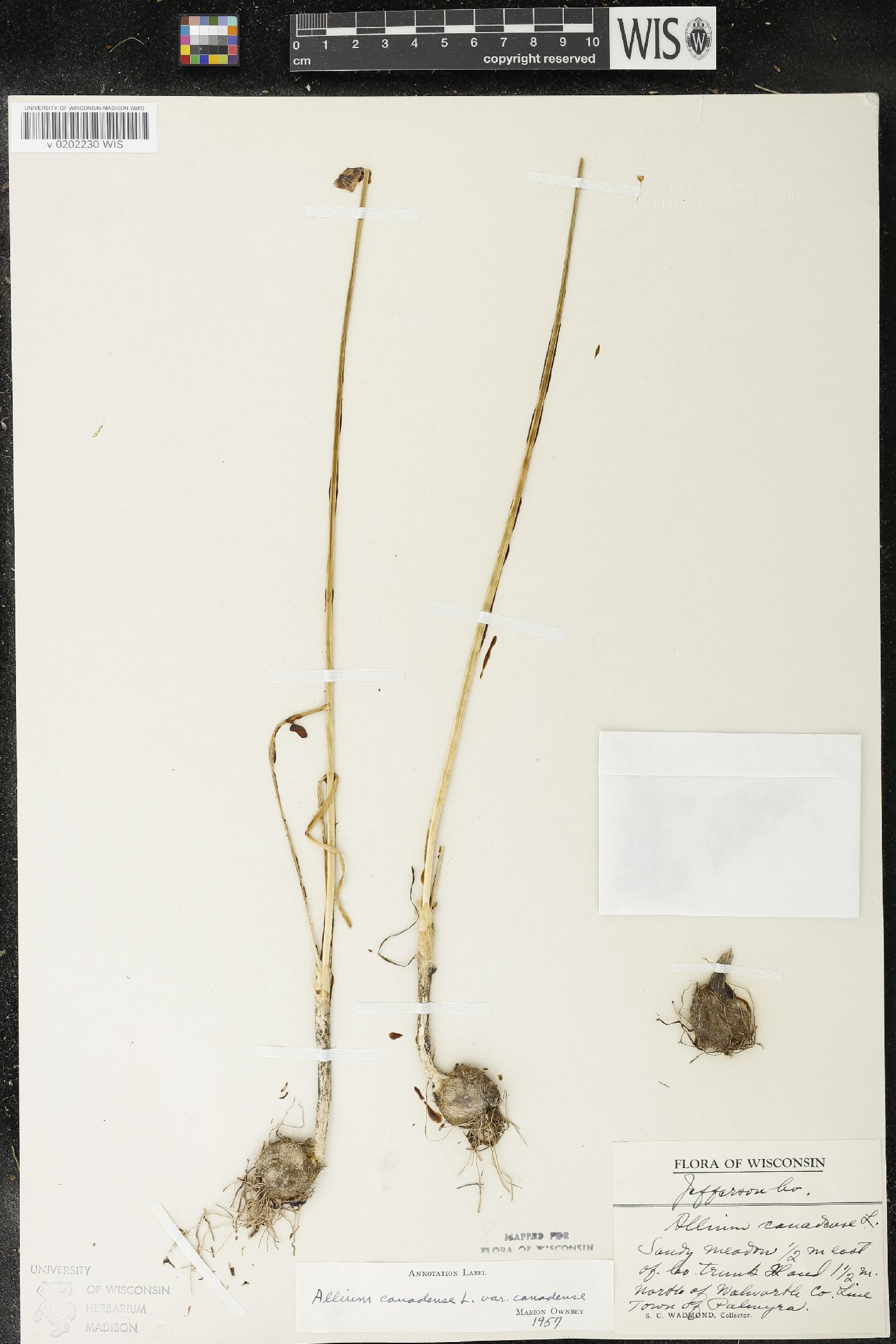 Allium canadense image