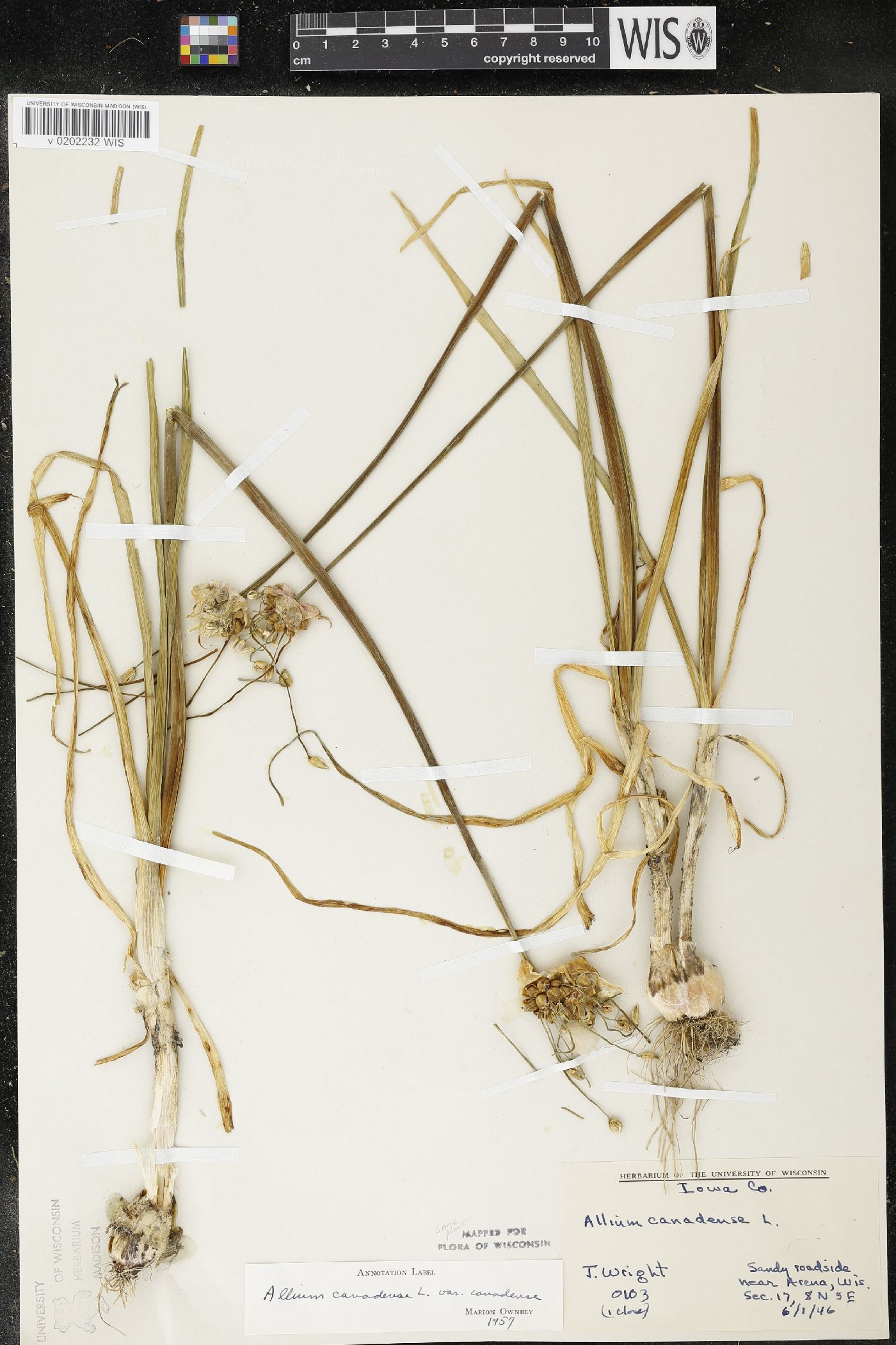Allium canadense image