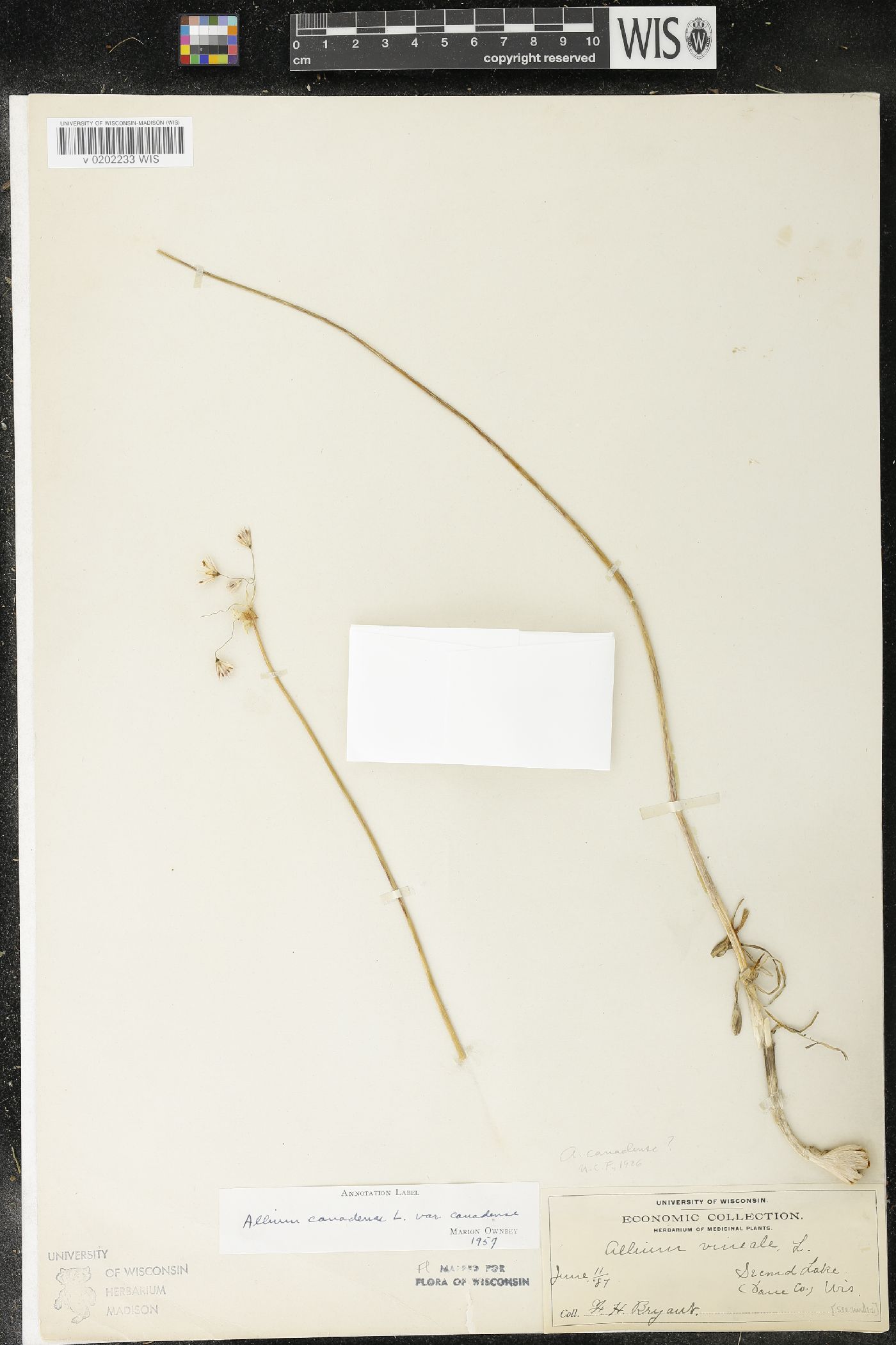 Allium canadense image
