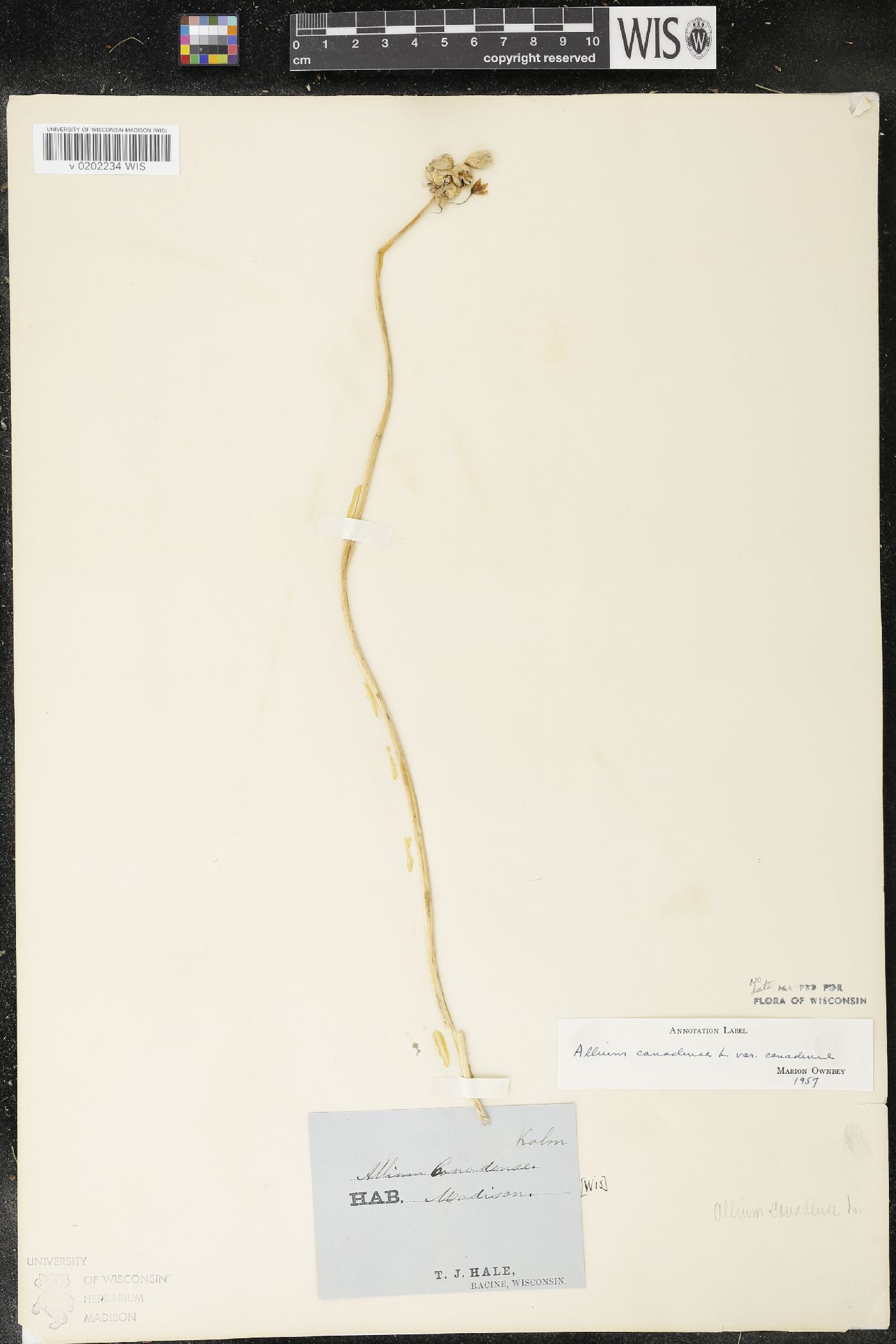 Allium canadense image