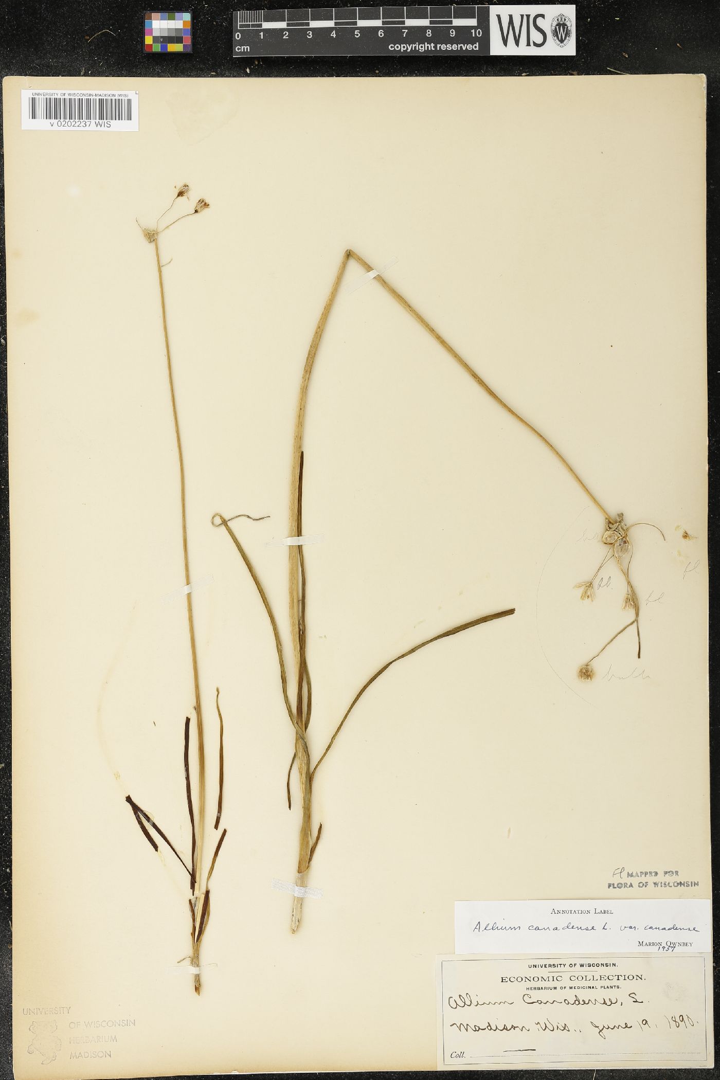 Allium canadense image