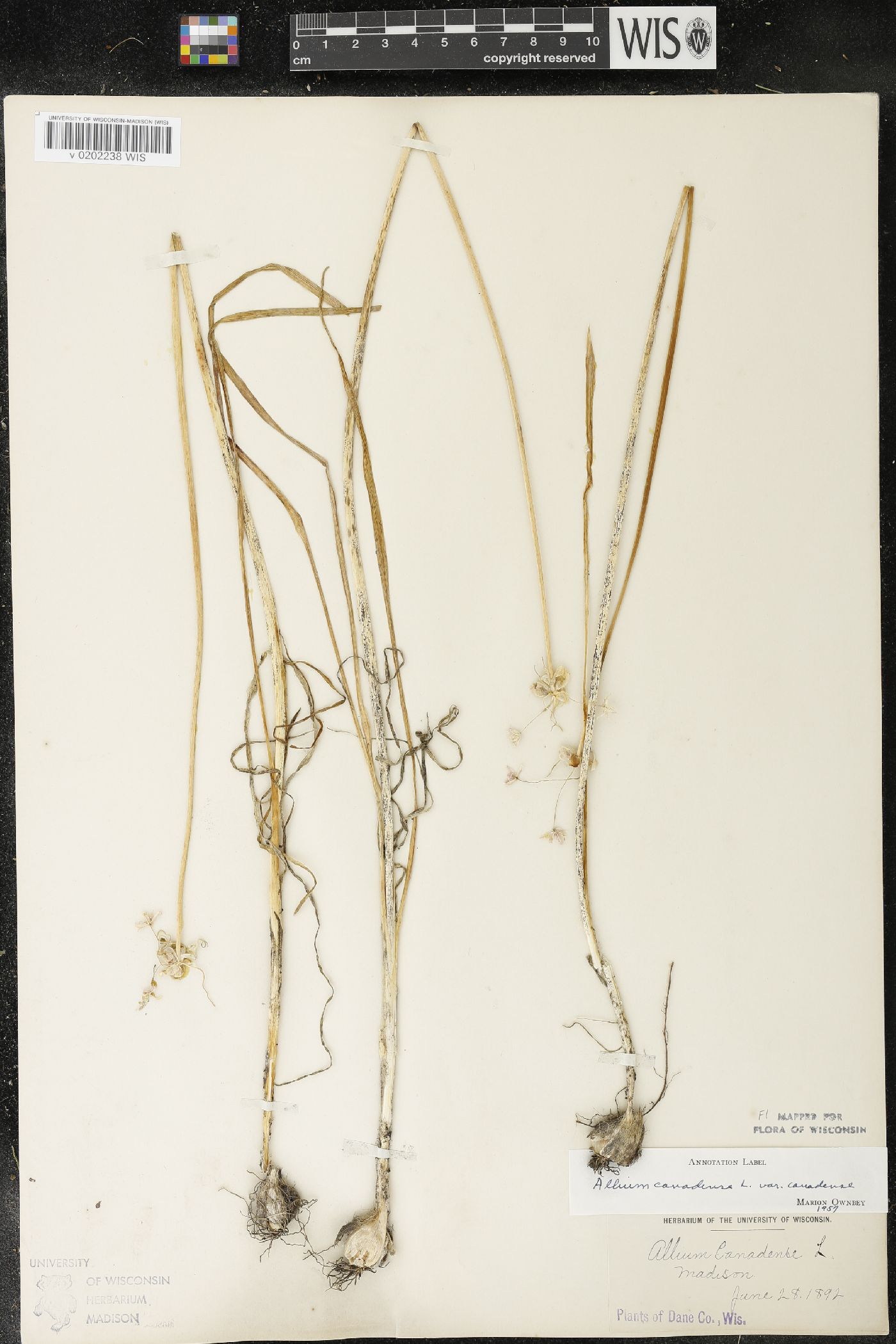 Allium canadense image