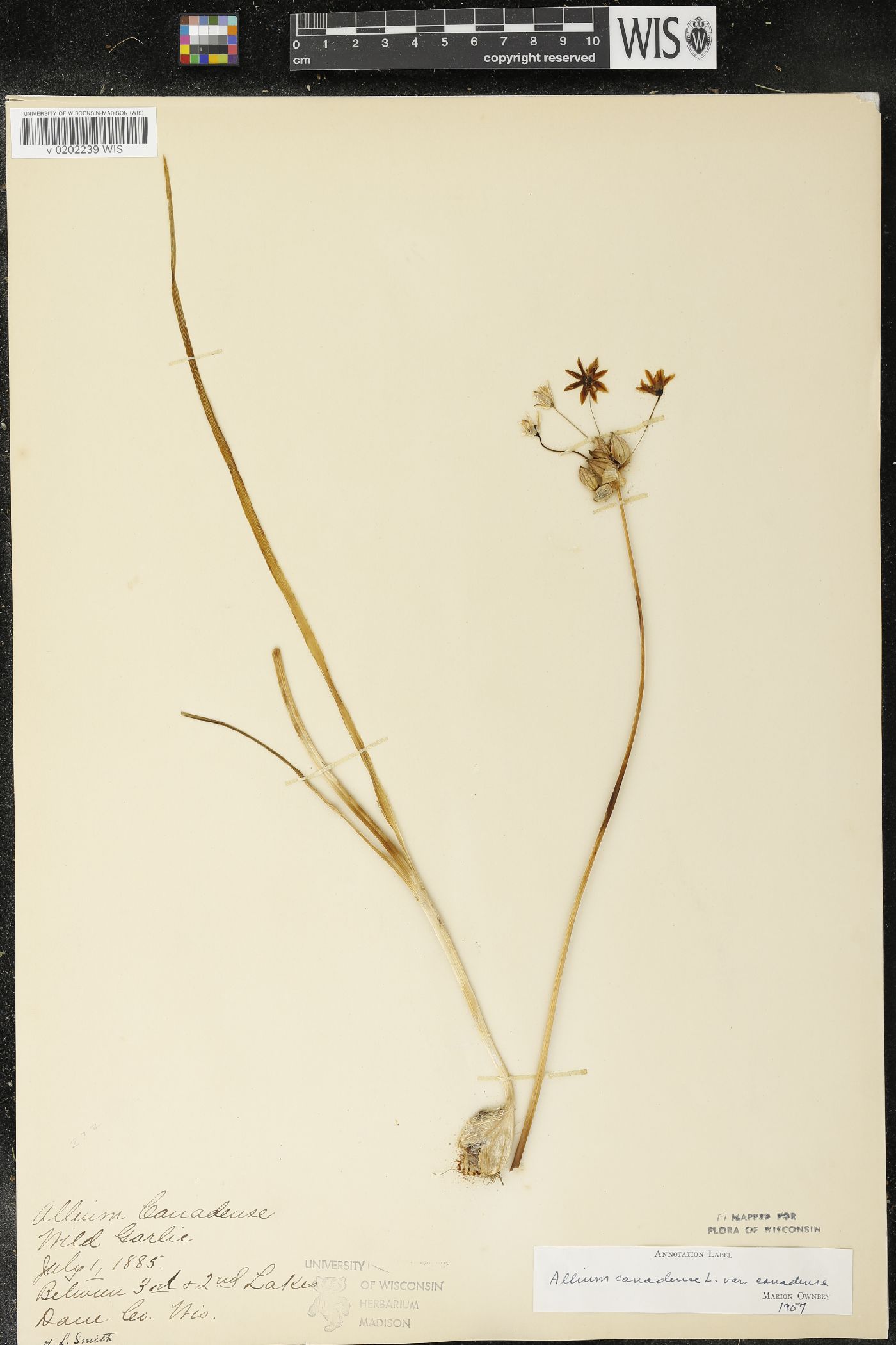 Allium canadense image