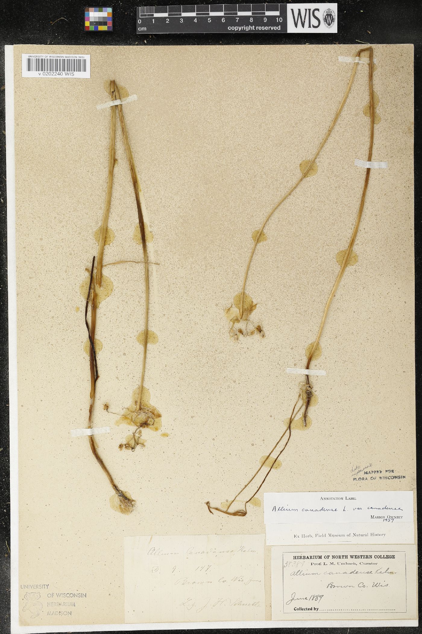 Allium canadense image
