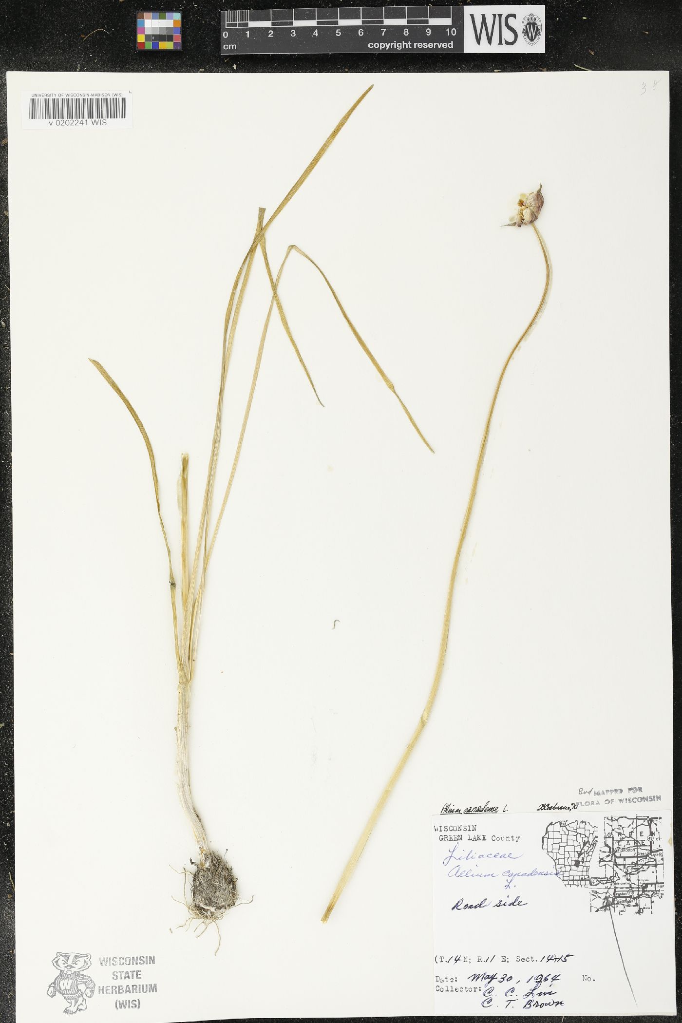 Allium canadense image