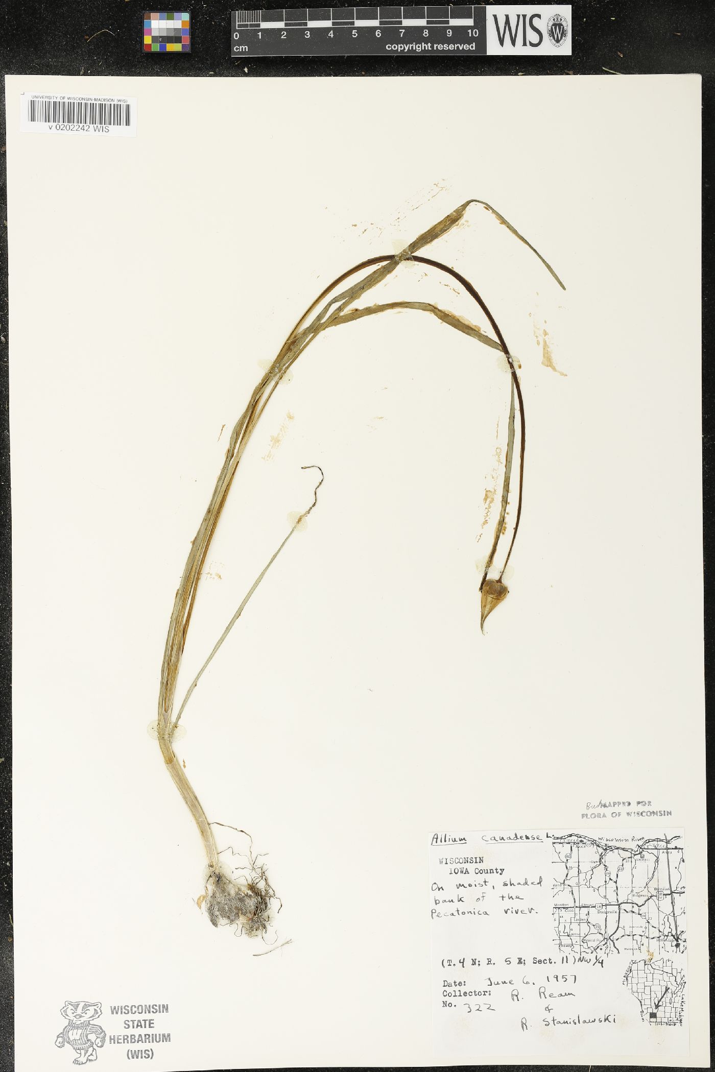Allium canadense image