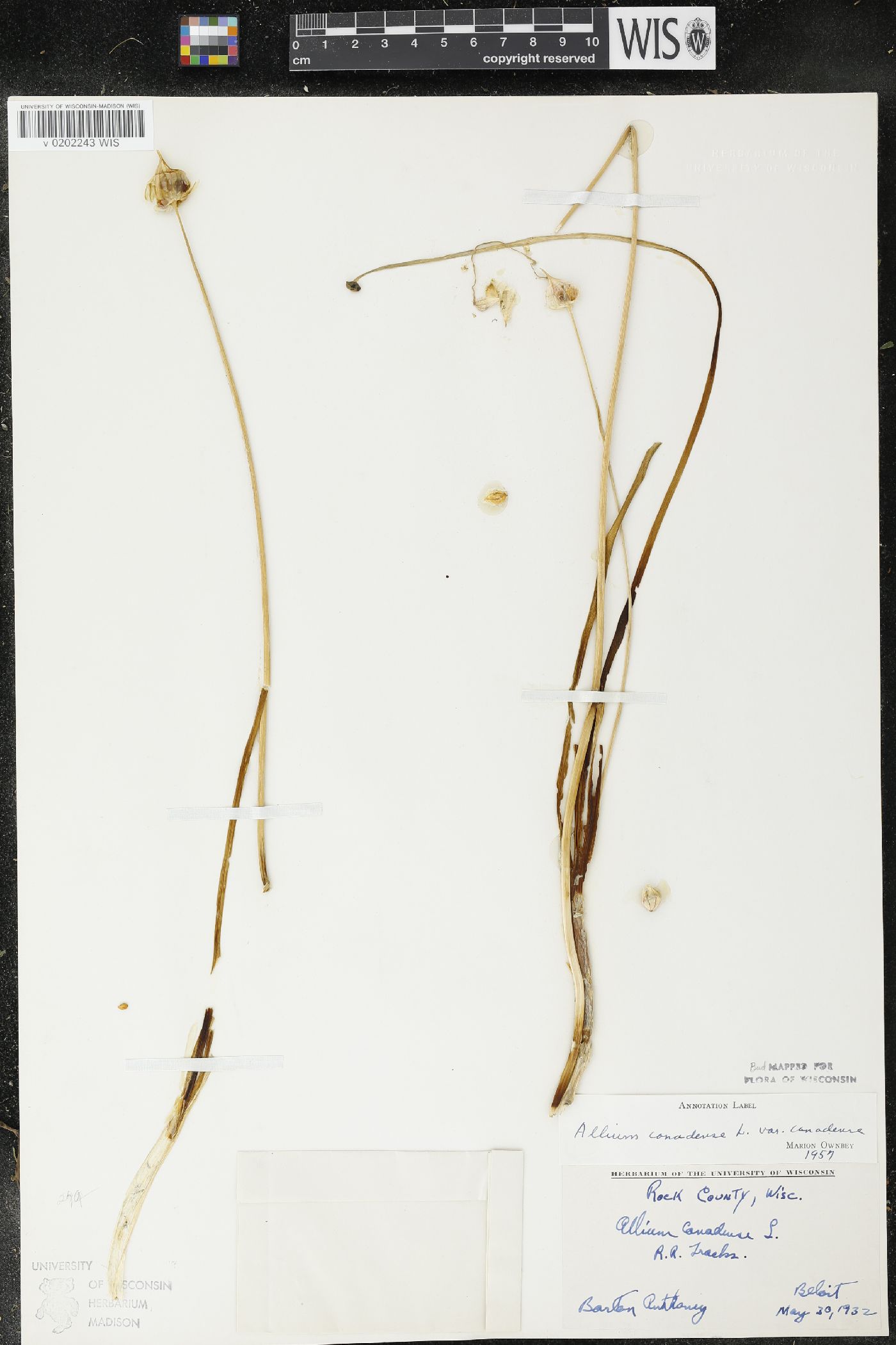 Allium canadense var. canadense image