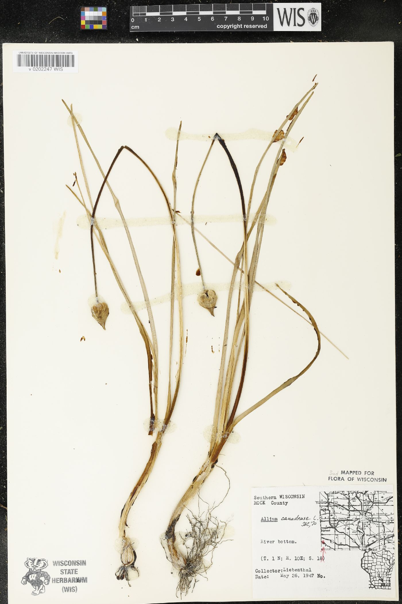 Allium canadense image