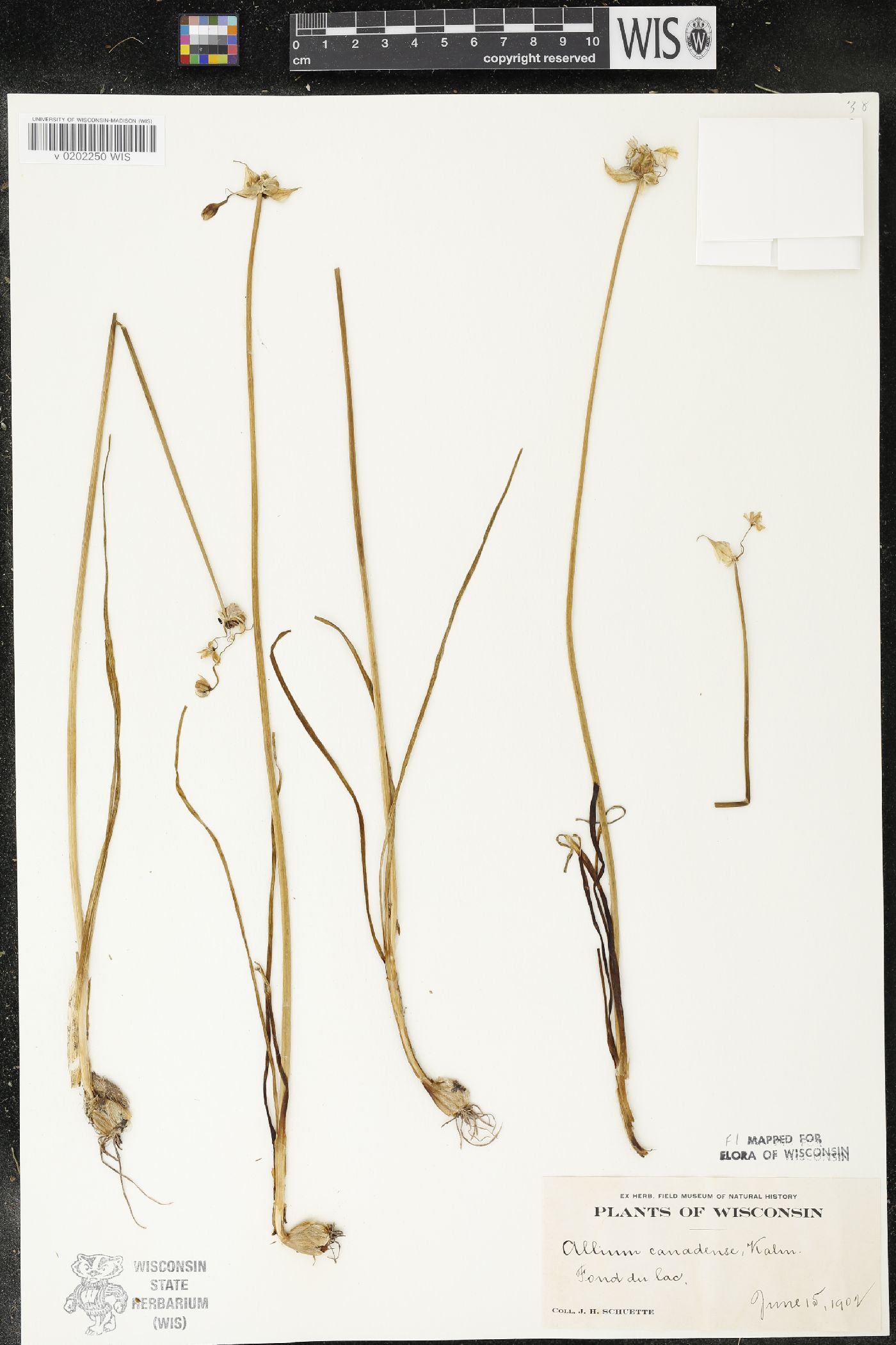 Allium canadense image