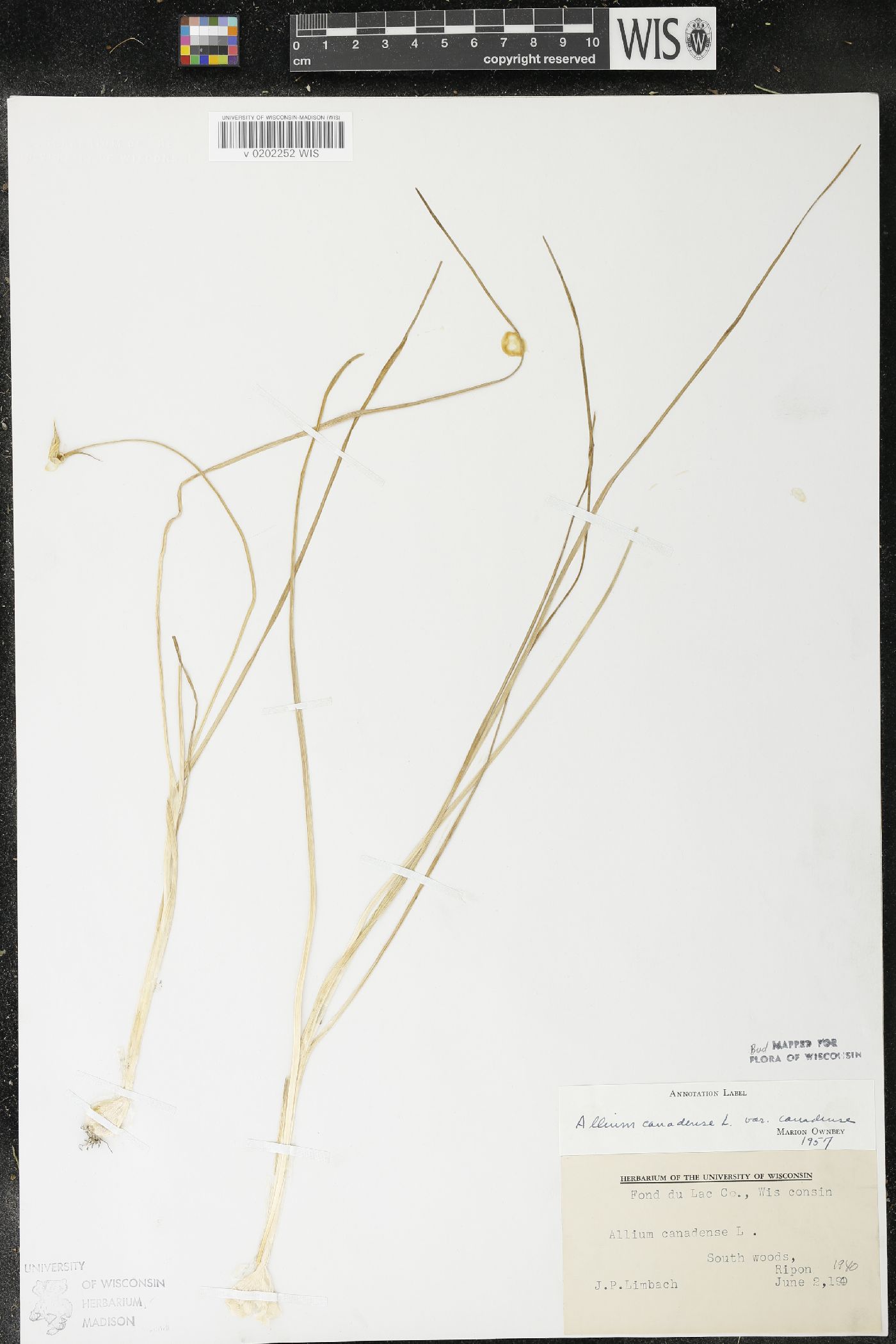 Allium canadense image