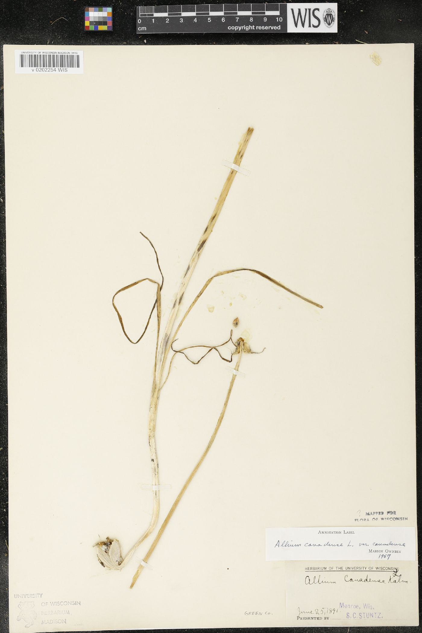 Allium canadense image
