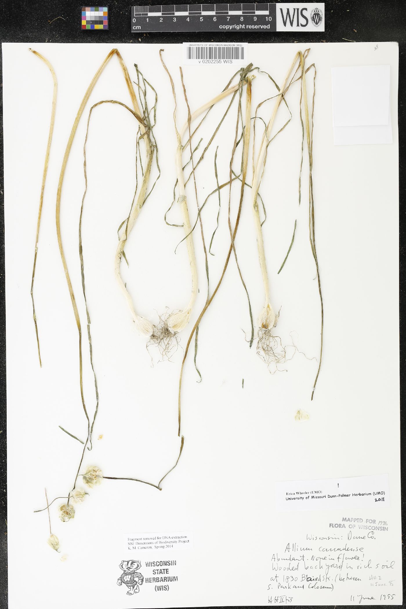 Allium canadense image