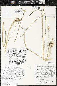 Allium canadense var. canadense image
