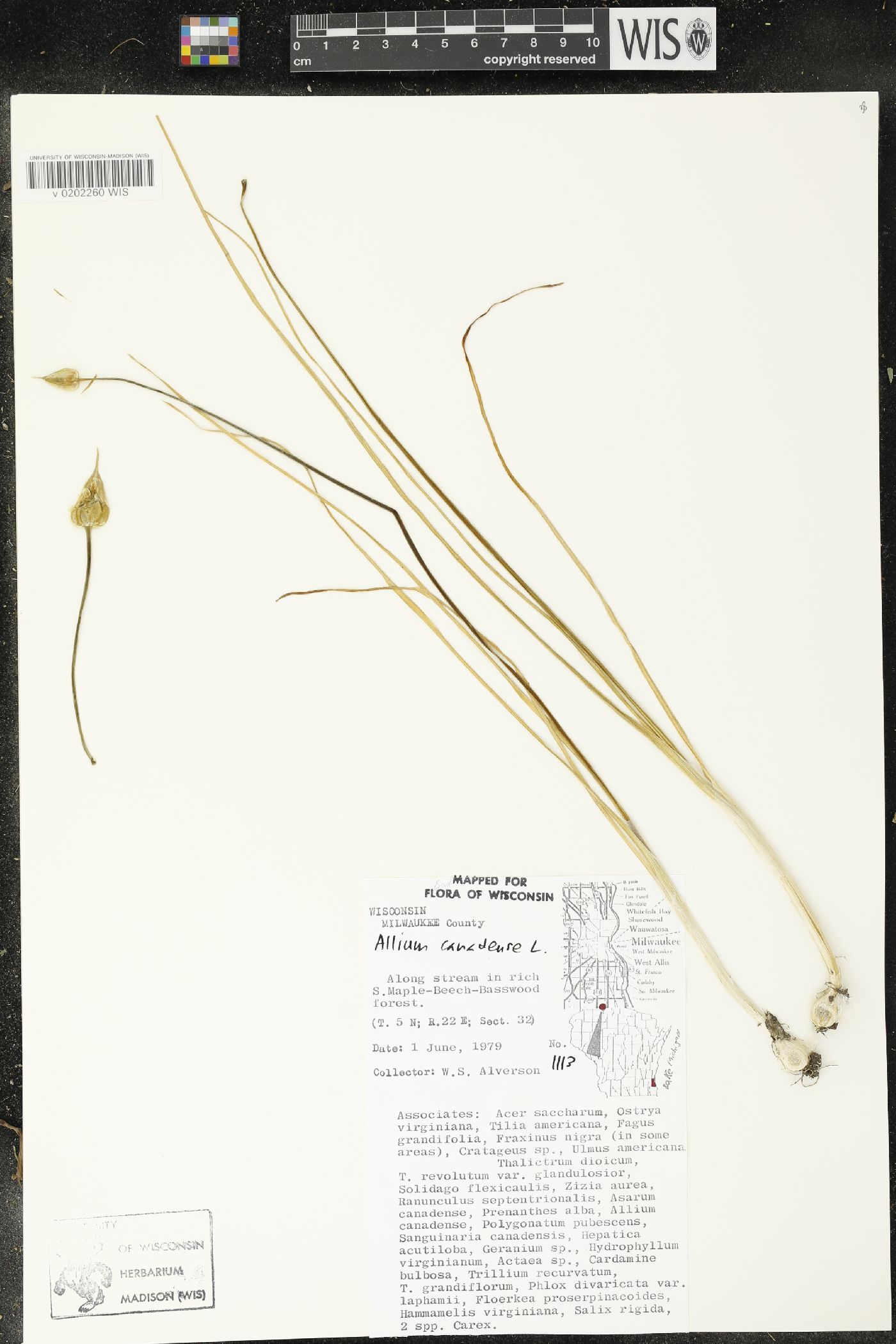 Allium canadense image