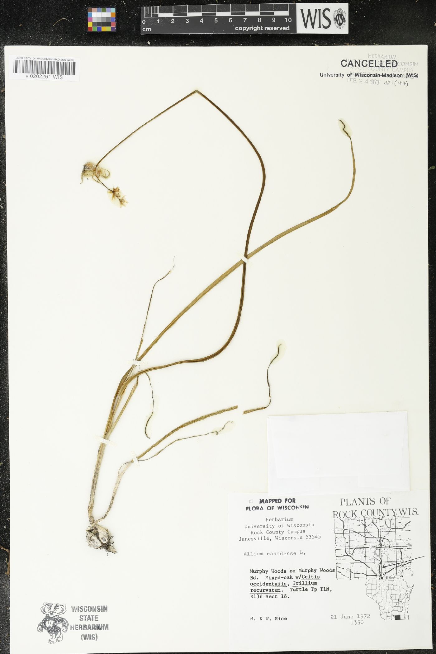 Allium canadense image