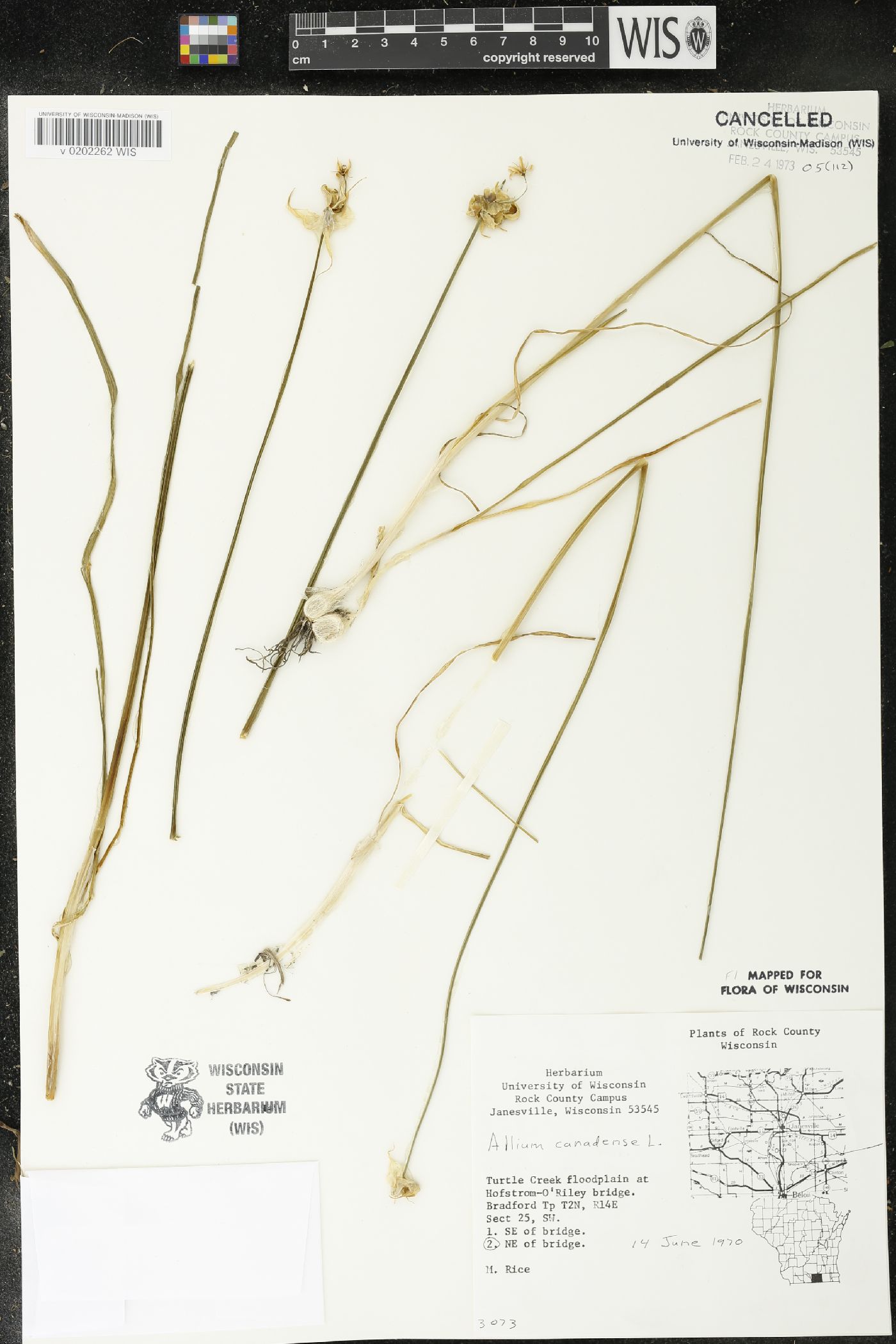 Allium canadense image
