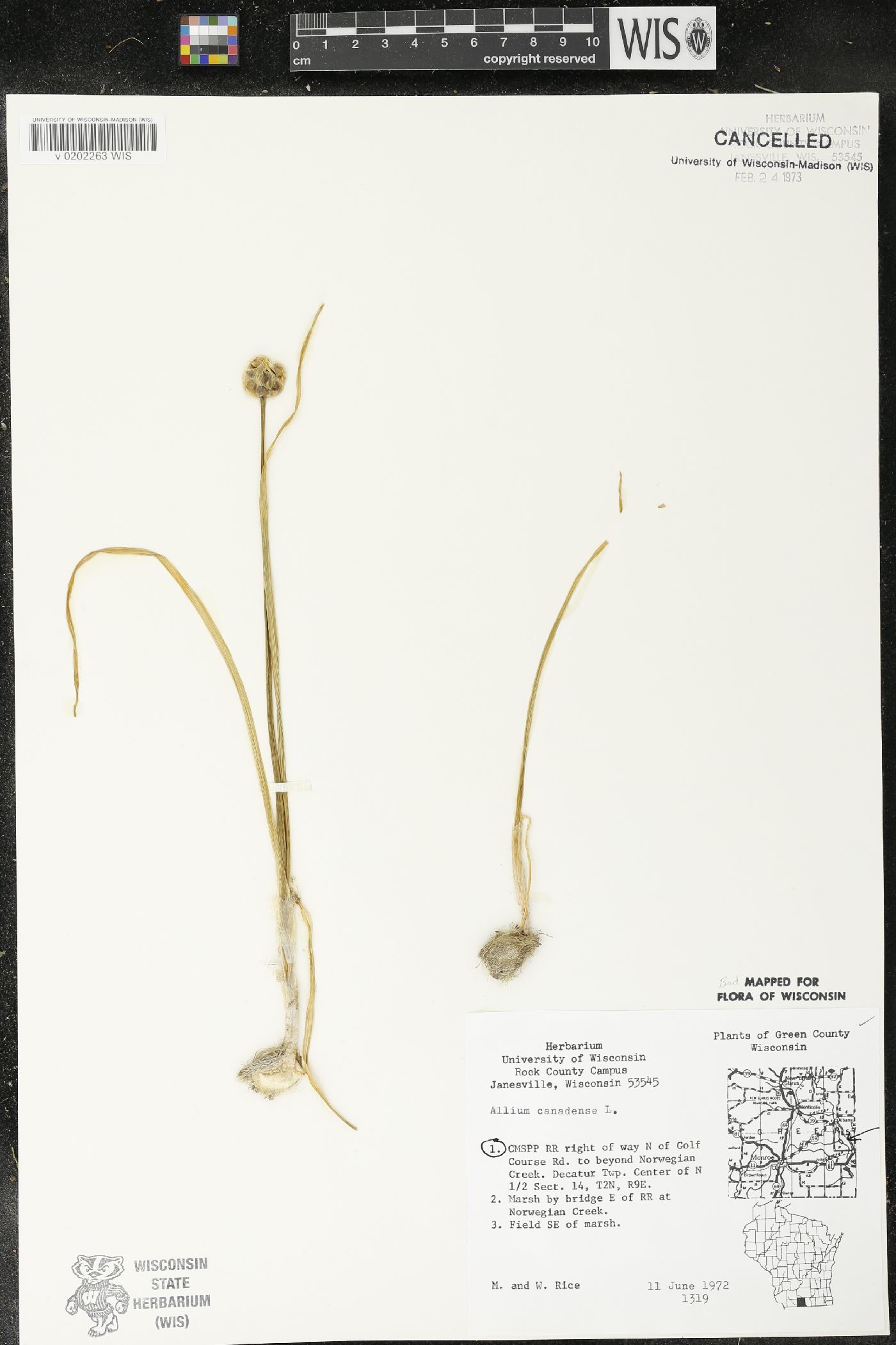 Allium canadense image