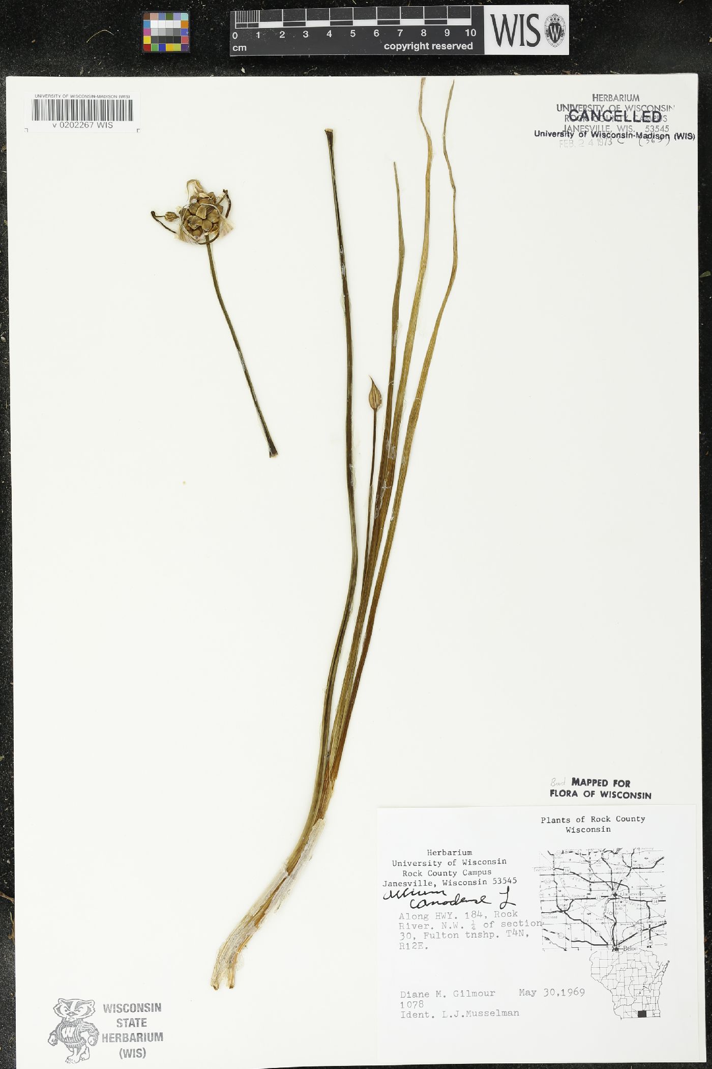 Allium canadense image