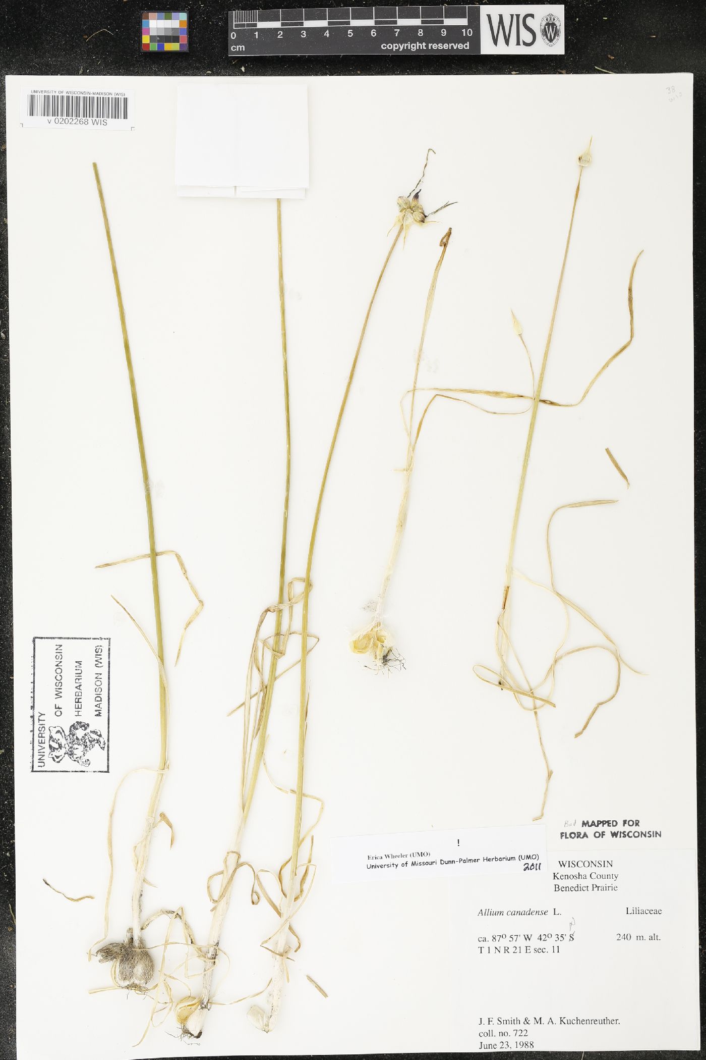 Allium canadense image