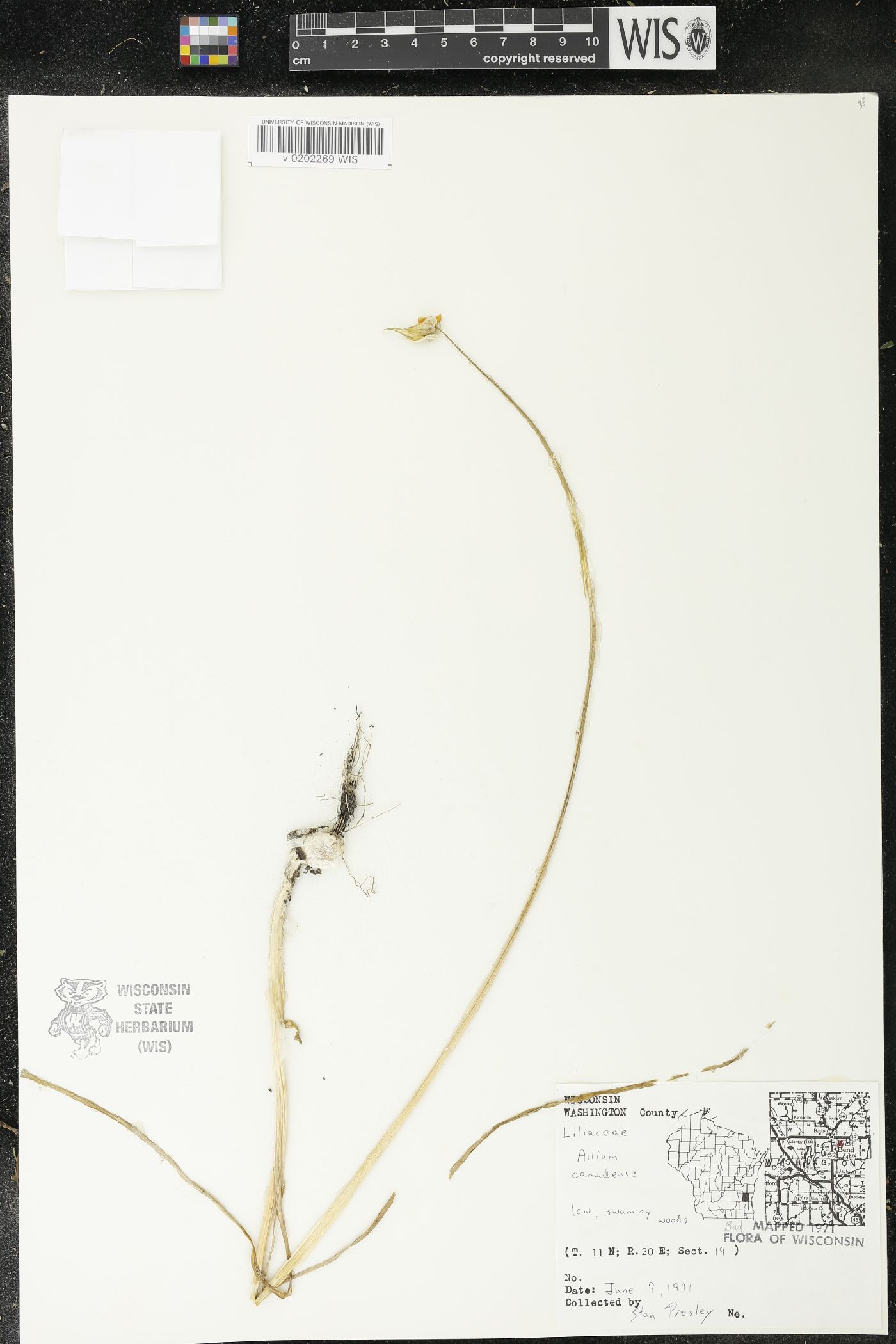 Allium canadense image