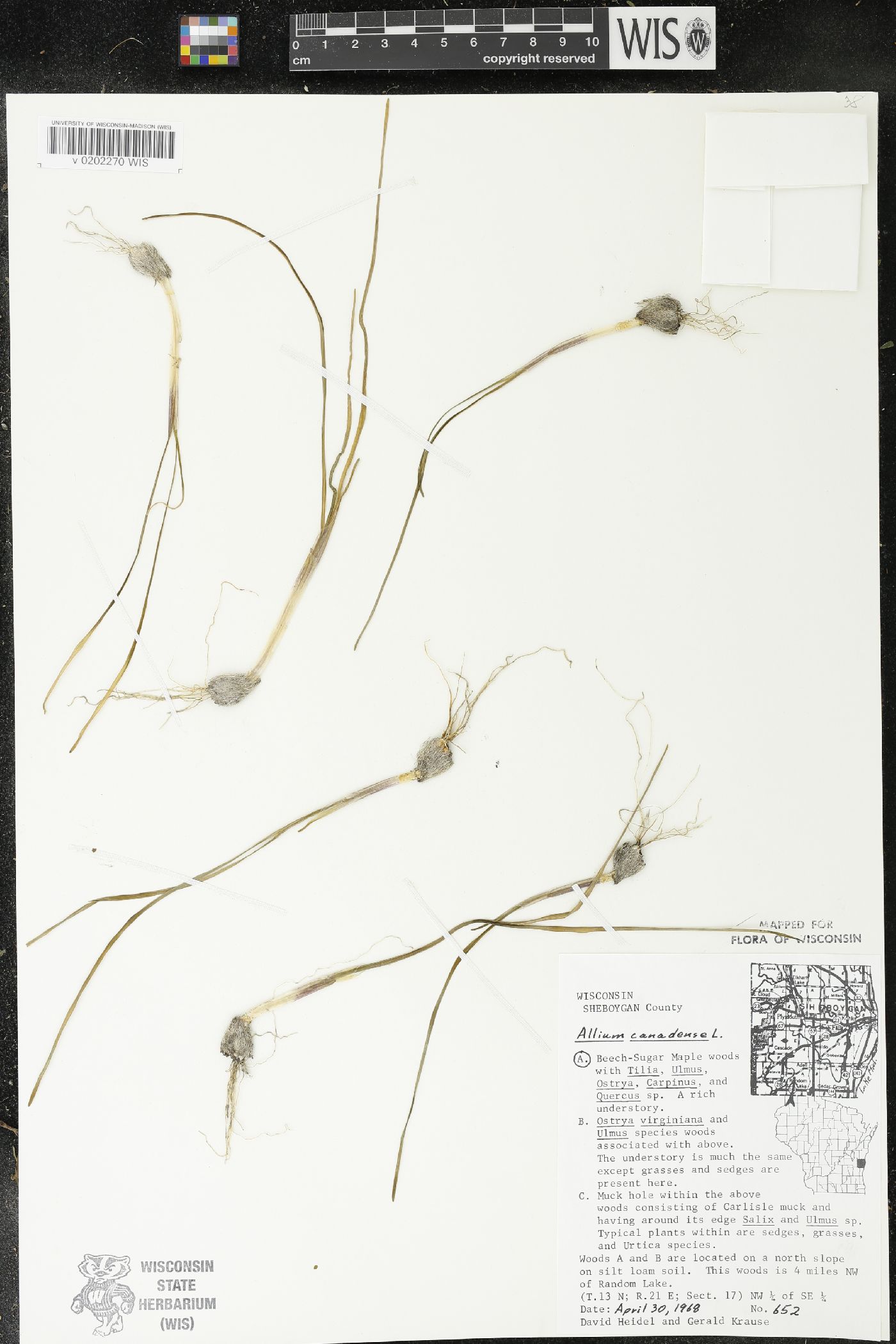 Allium canadense image