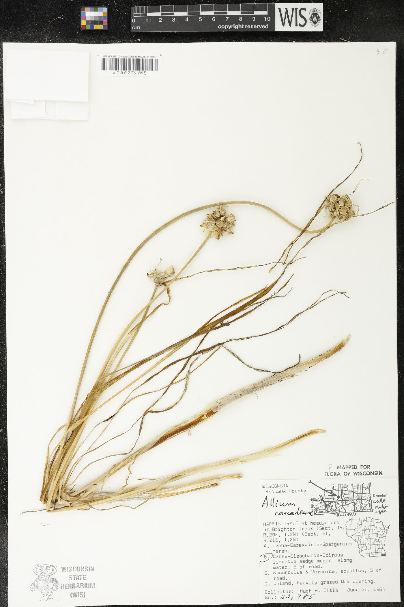 Allium canadense image
