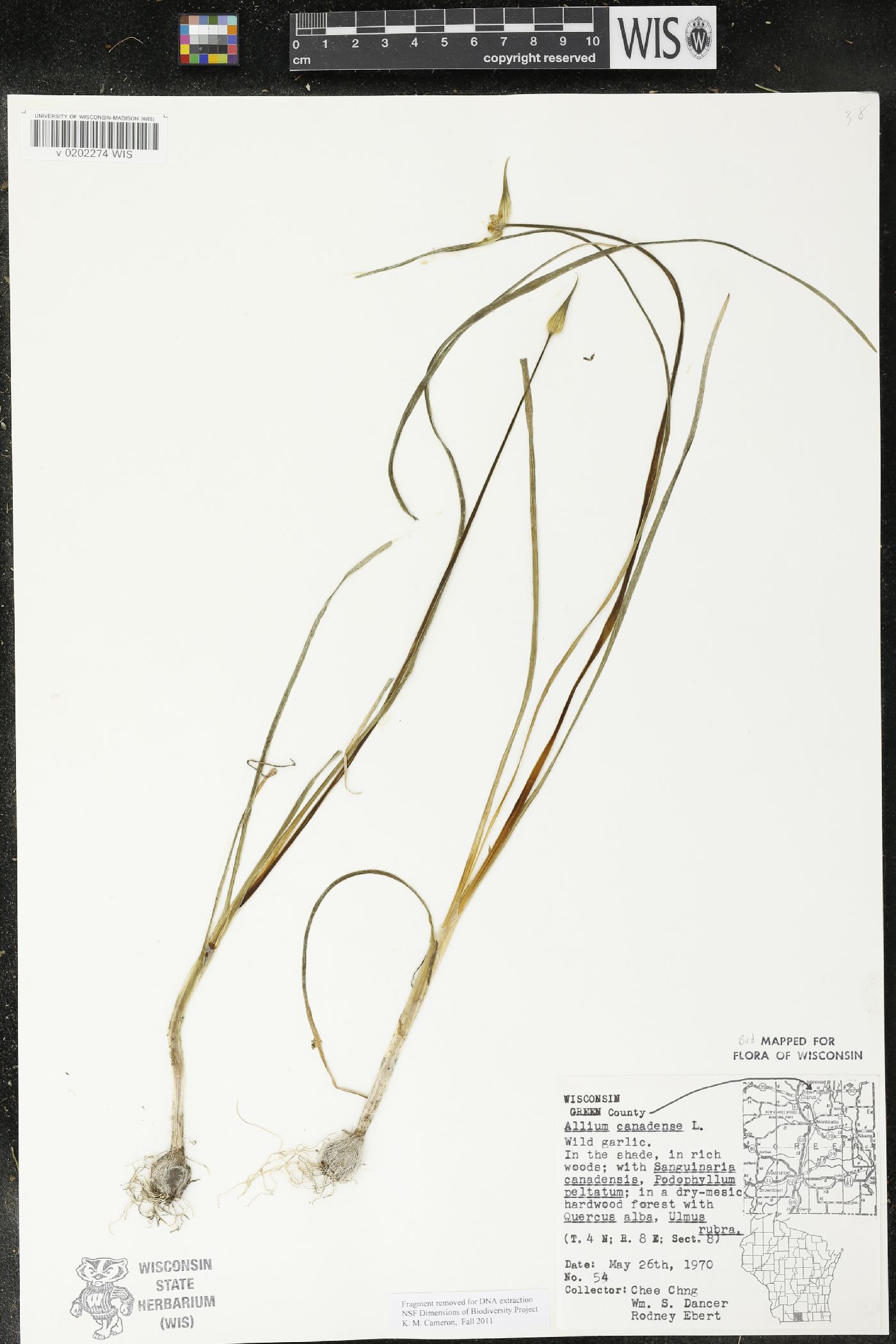 Allium canadense image