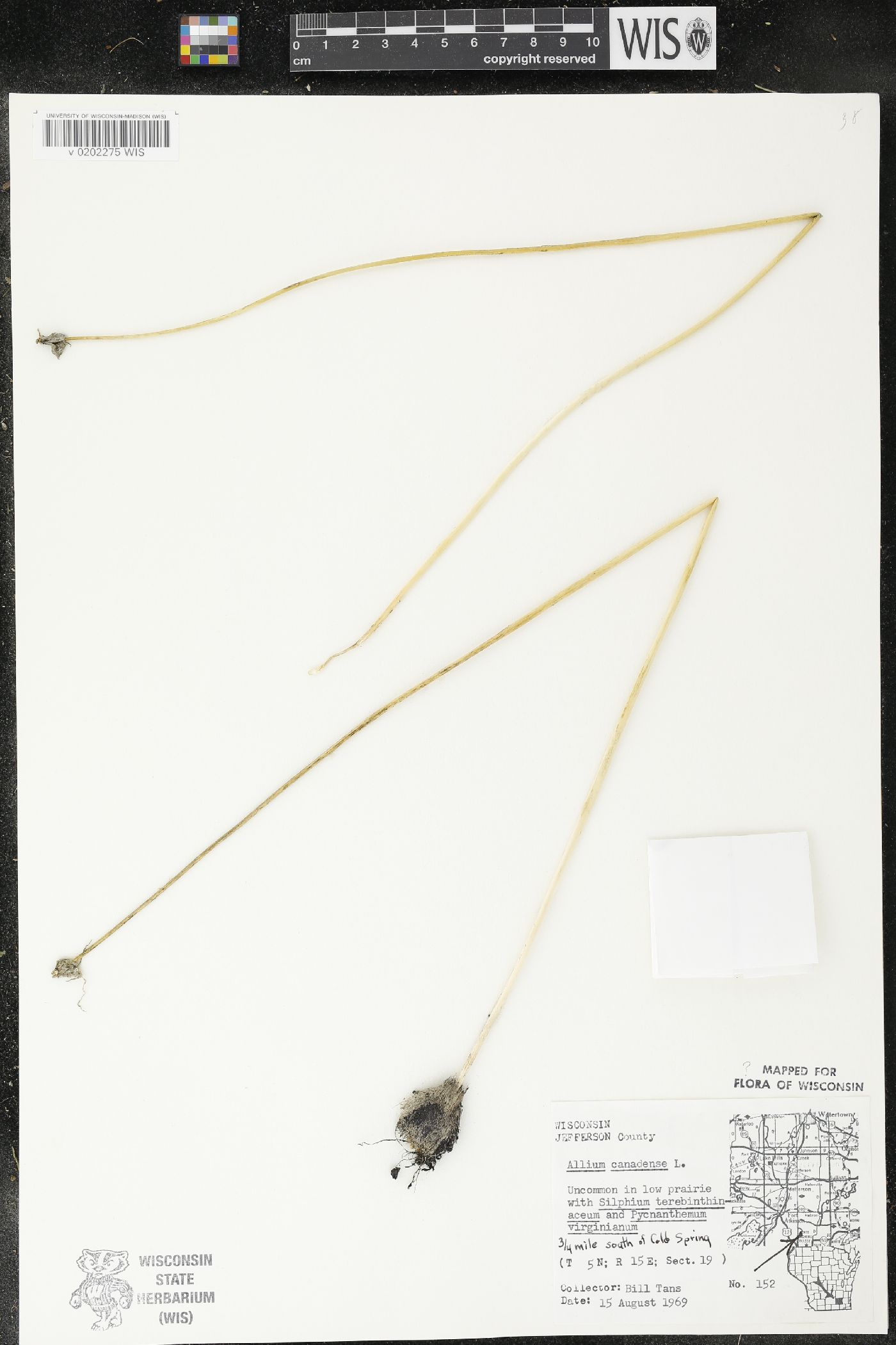 Allium canadense image