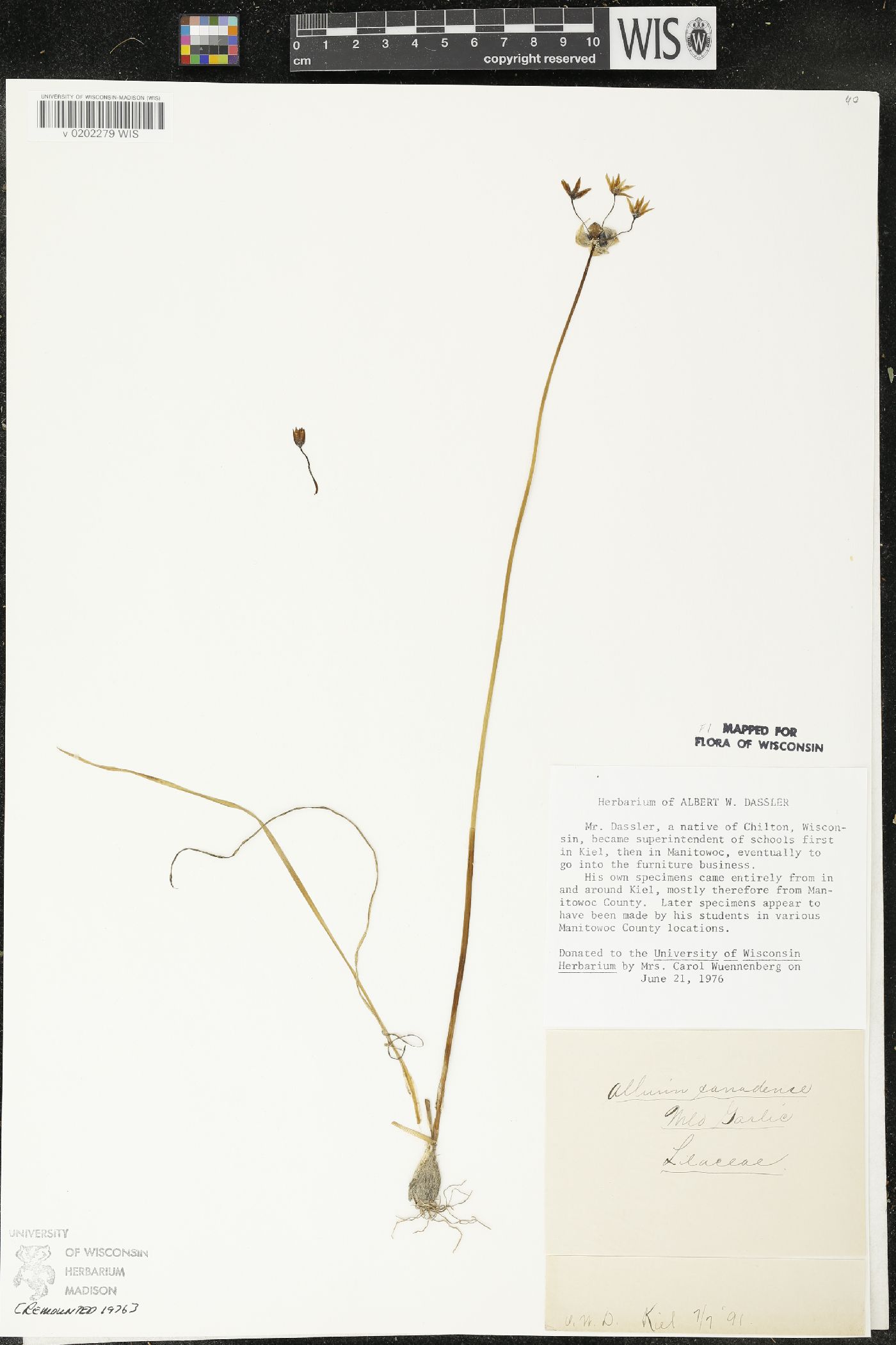 Allium canadense image