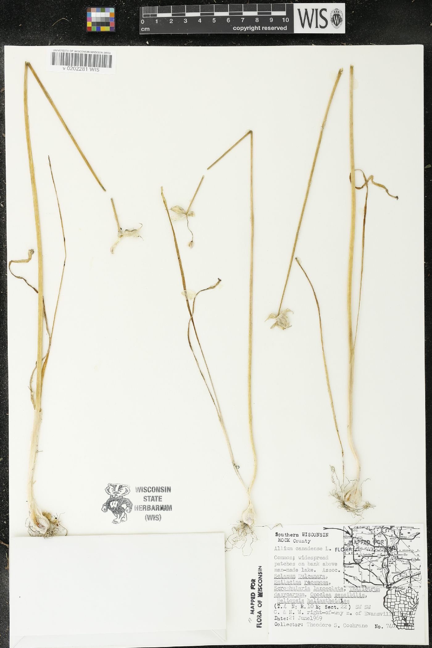 Allium canadense image