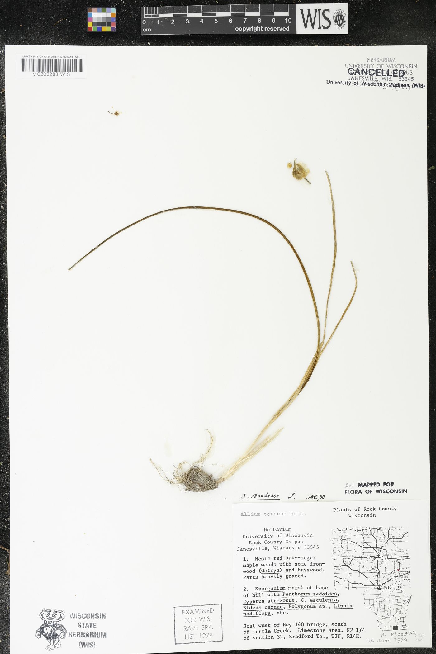 Allium canadense var. canadense image