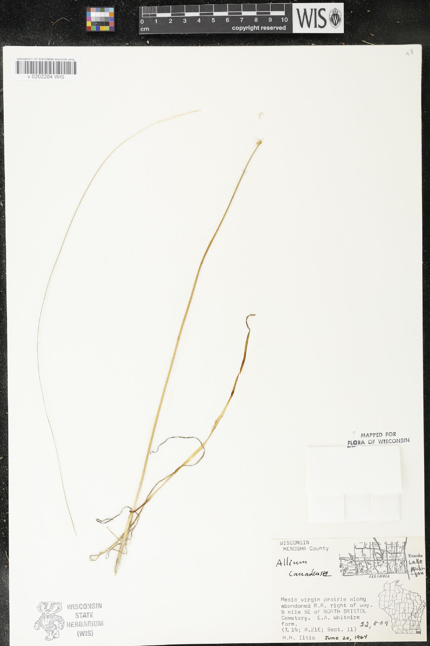 Allium canadense image