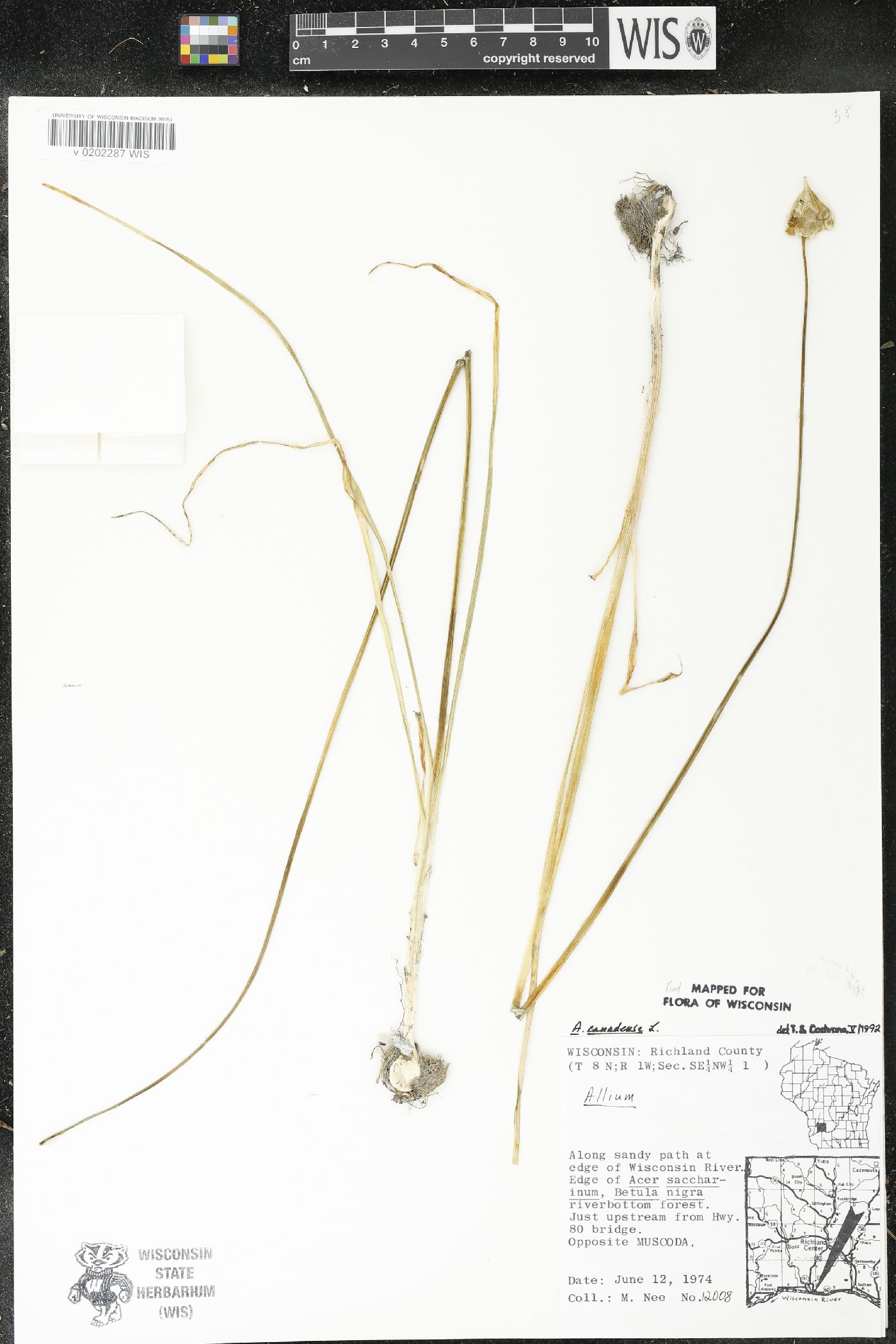 Allium canadense image