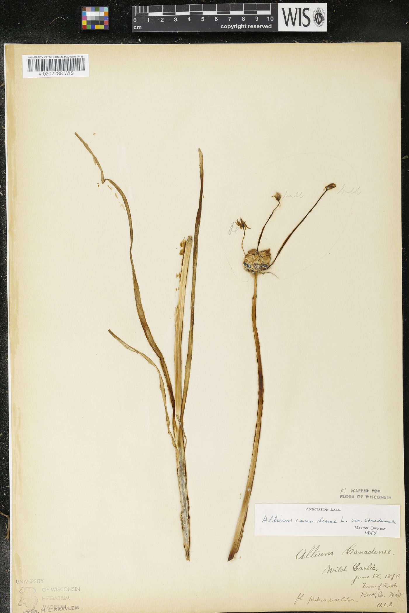 Allium canadense image