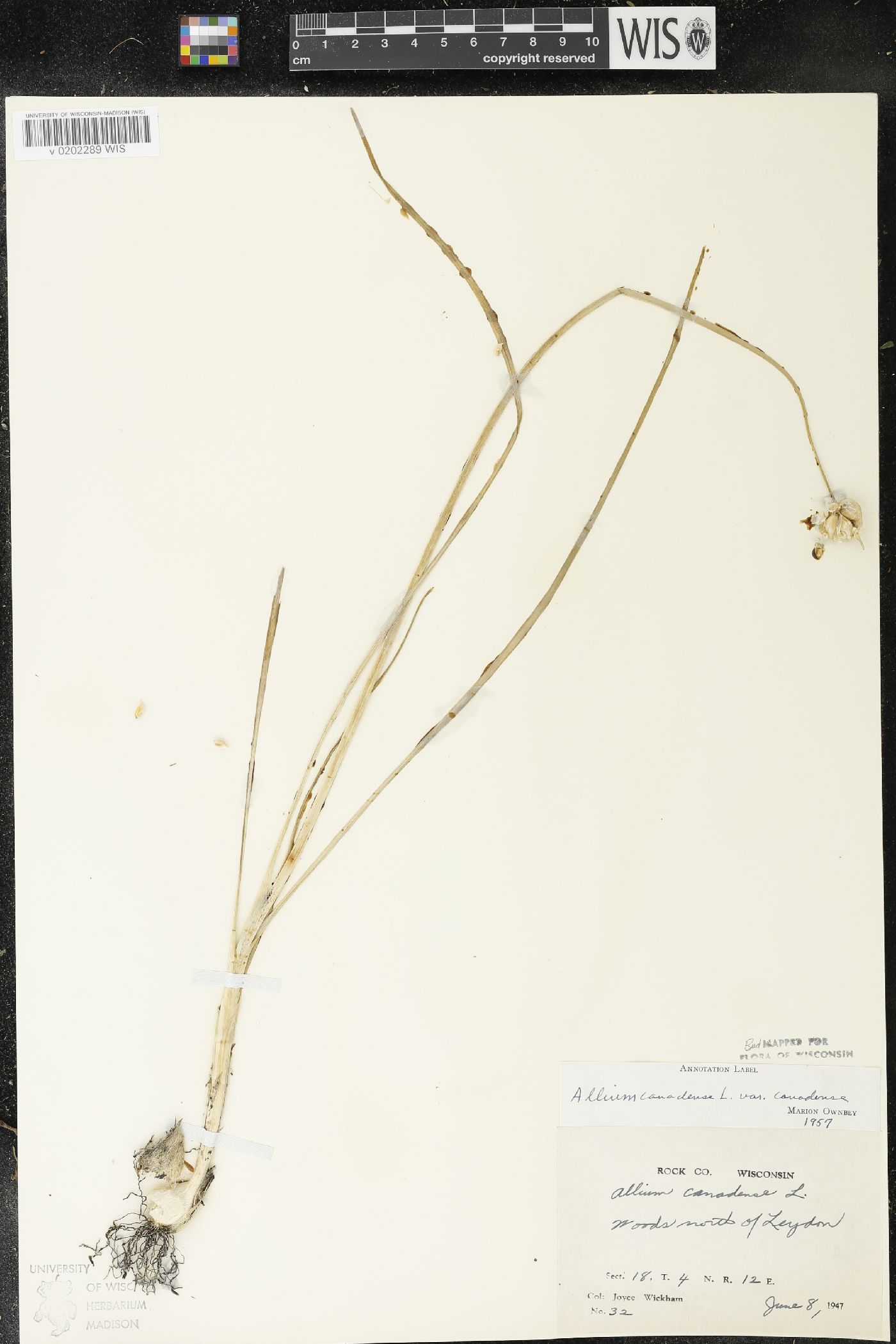 Allium canadense var. canadense image