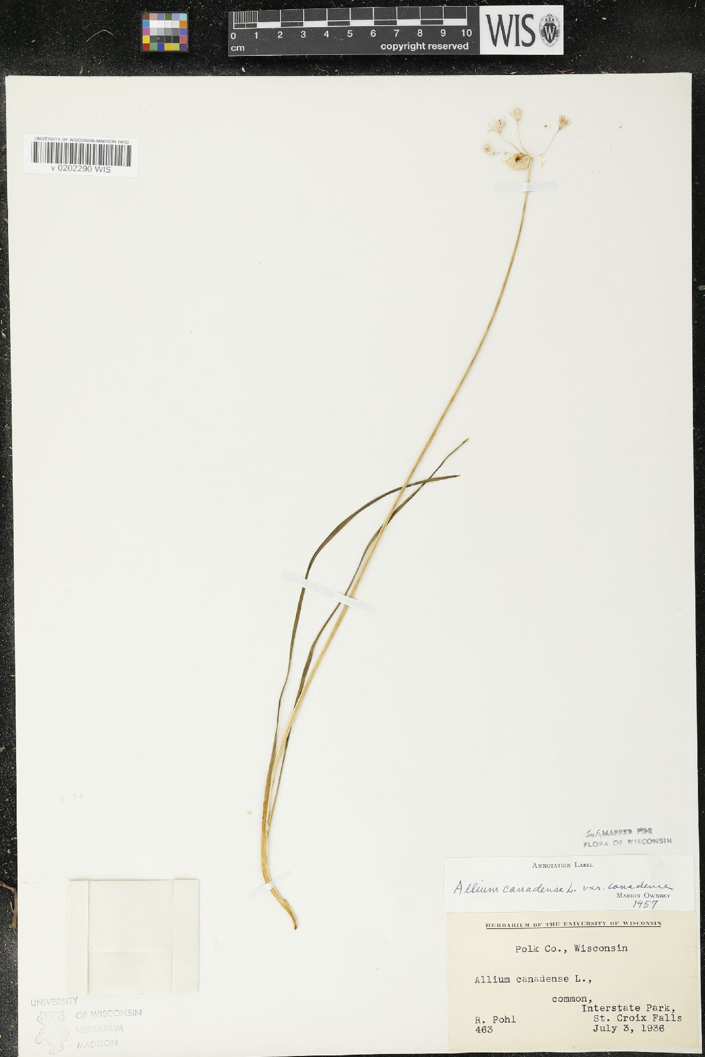 Allium canadense image