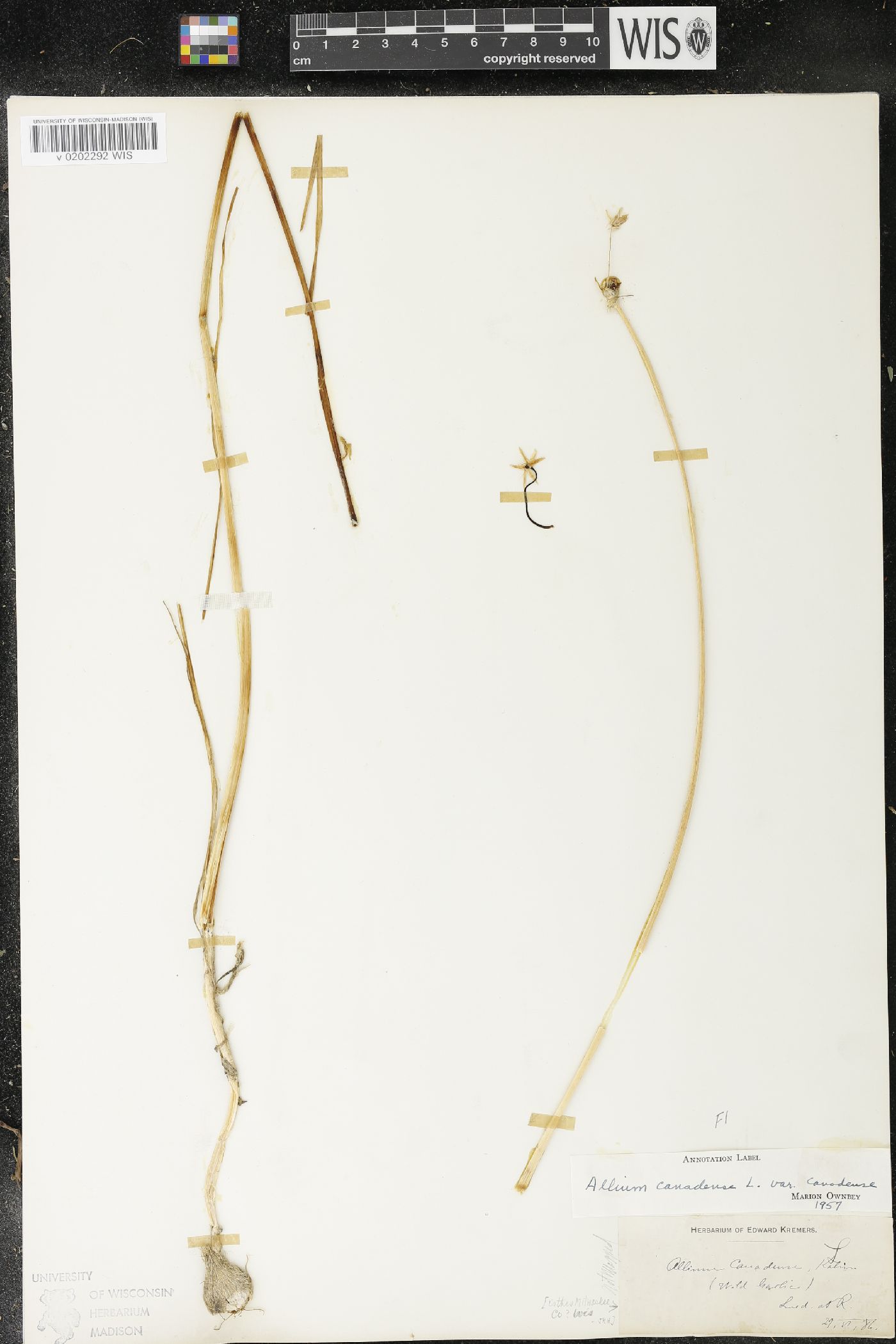 Allium canadense image