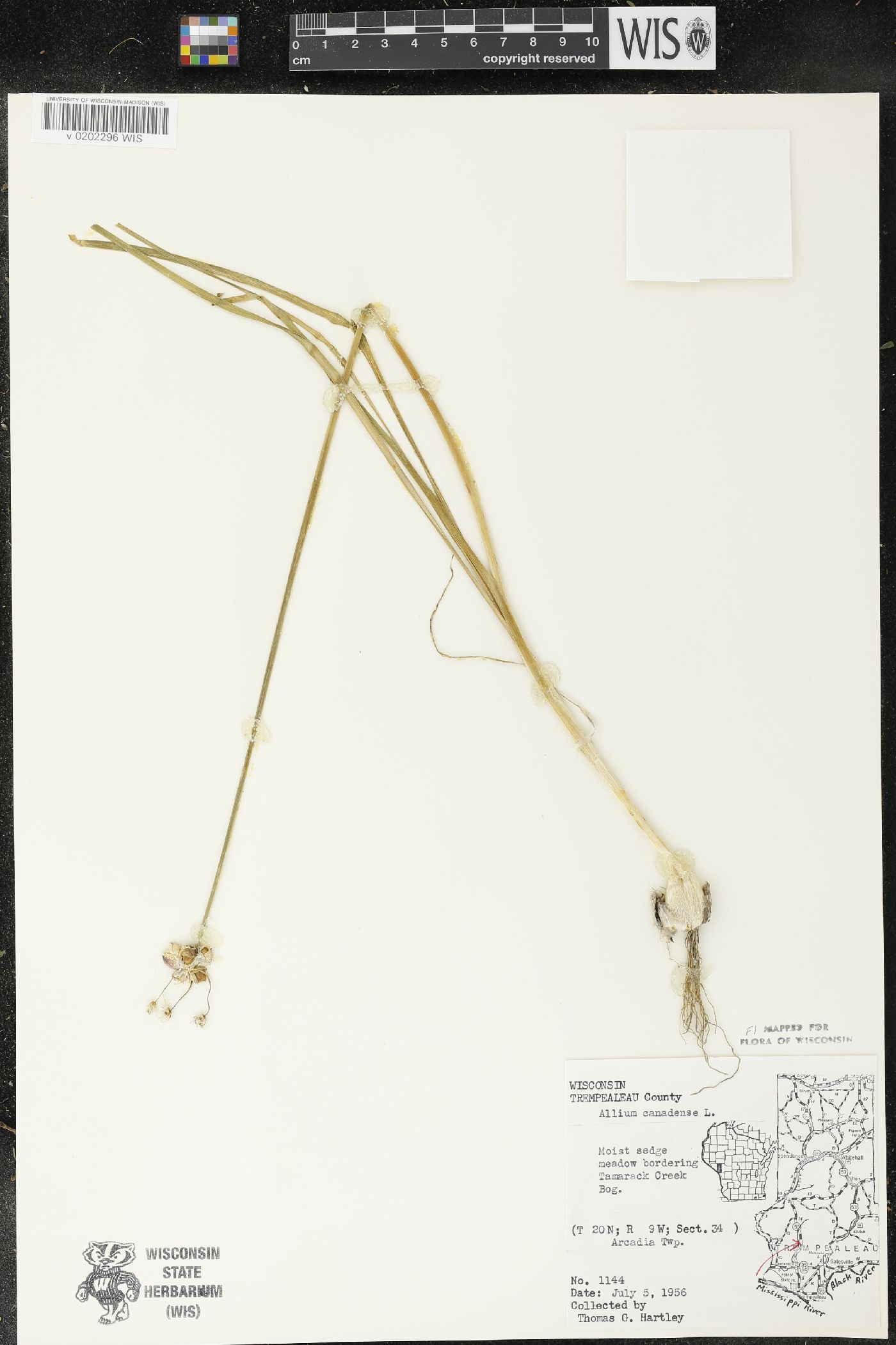 Allium canadense image