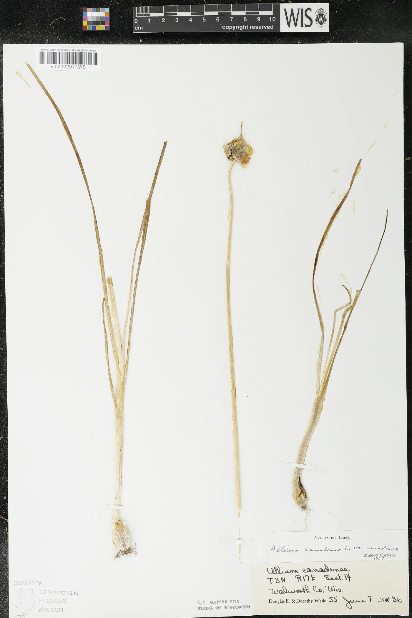 Allium canadense image